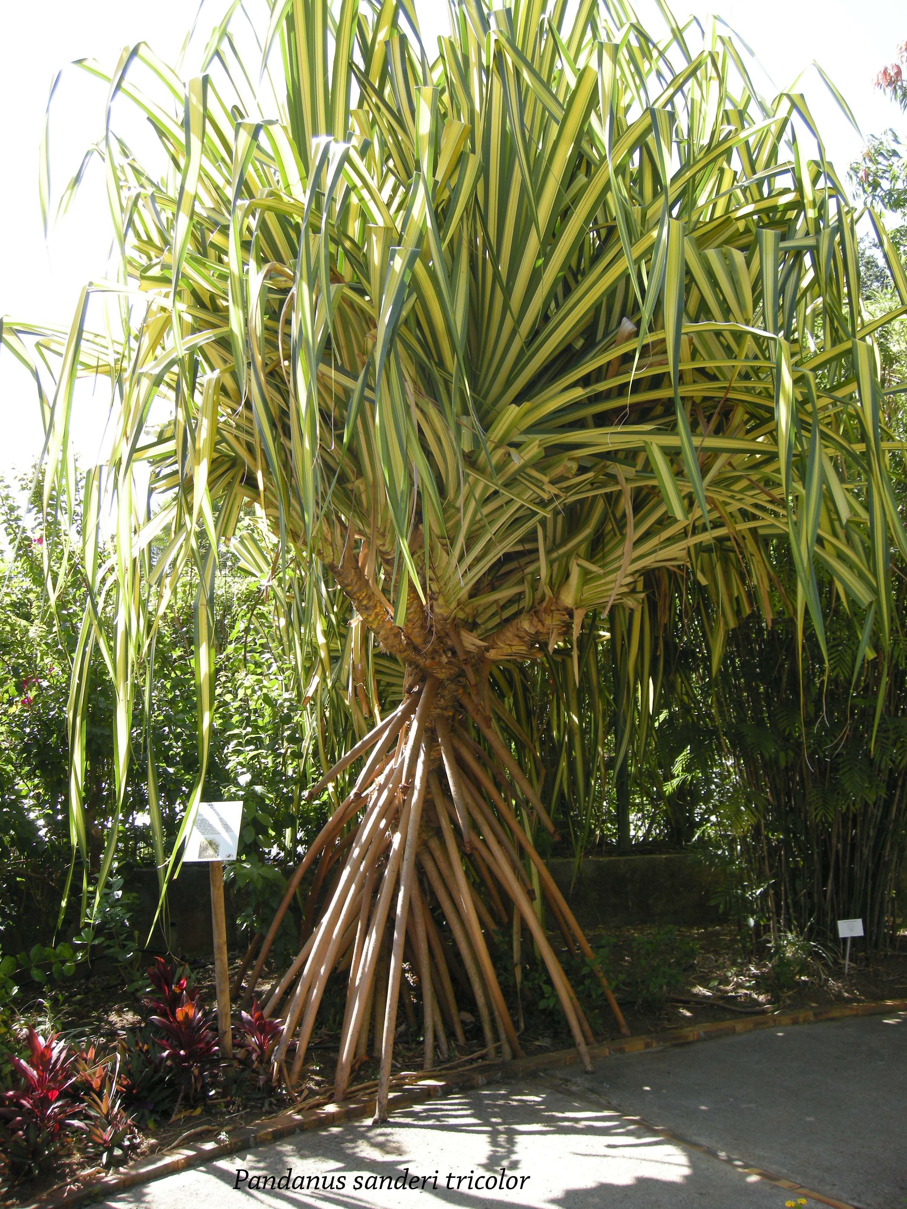 pandanus_sanderi_tricolor1md