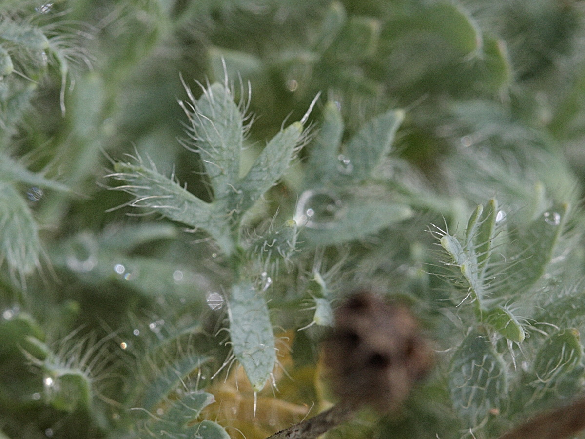 Afficher le média papaver_lapeyrousianum3bd papaver_lapeyrousianum3bd