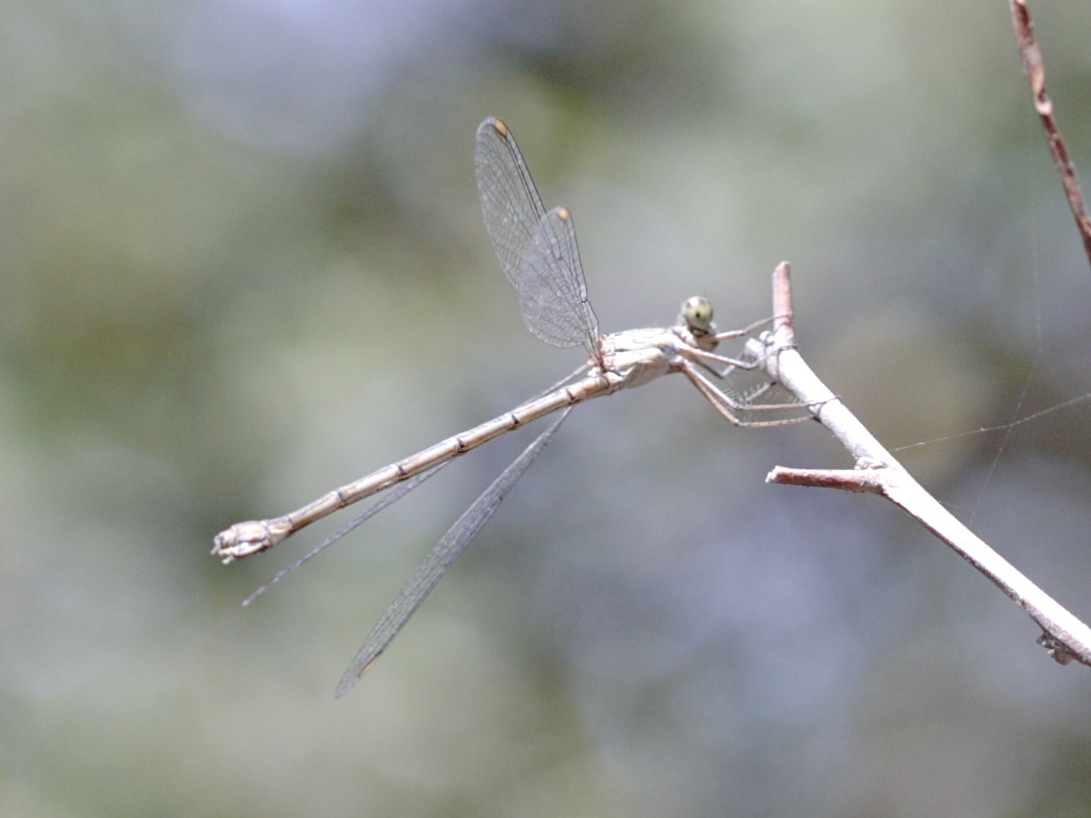 paragomphus_genei1bd