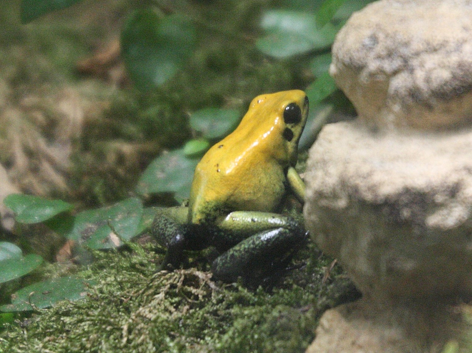 phyllobates_terribilis3md