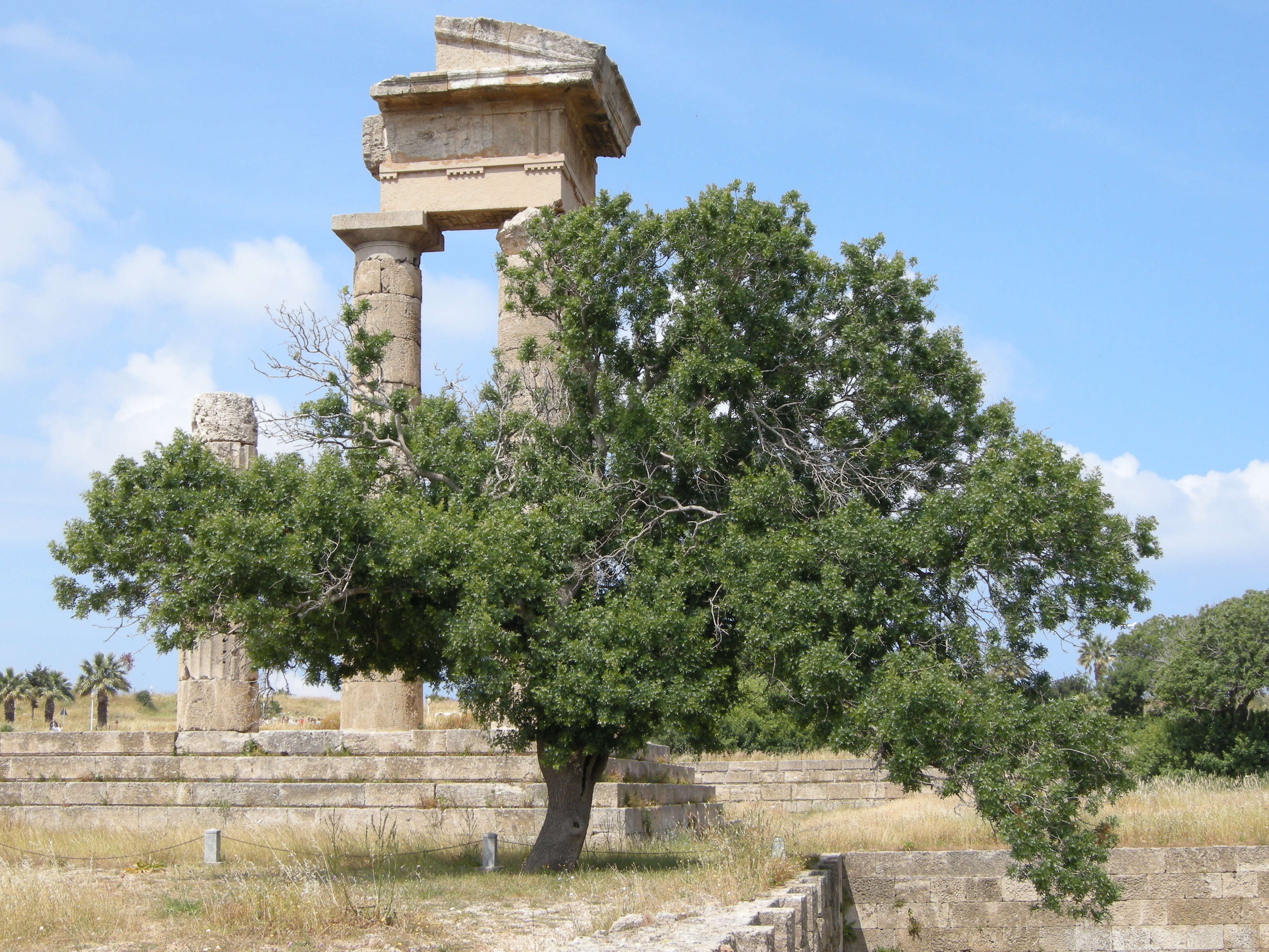 Afficher le média pistacia_atlantica6md pistacia_atlantica6md