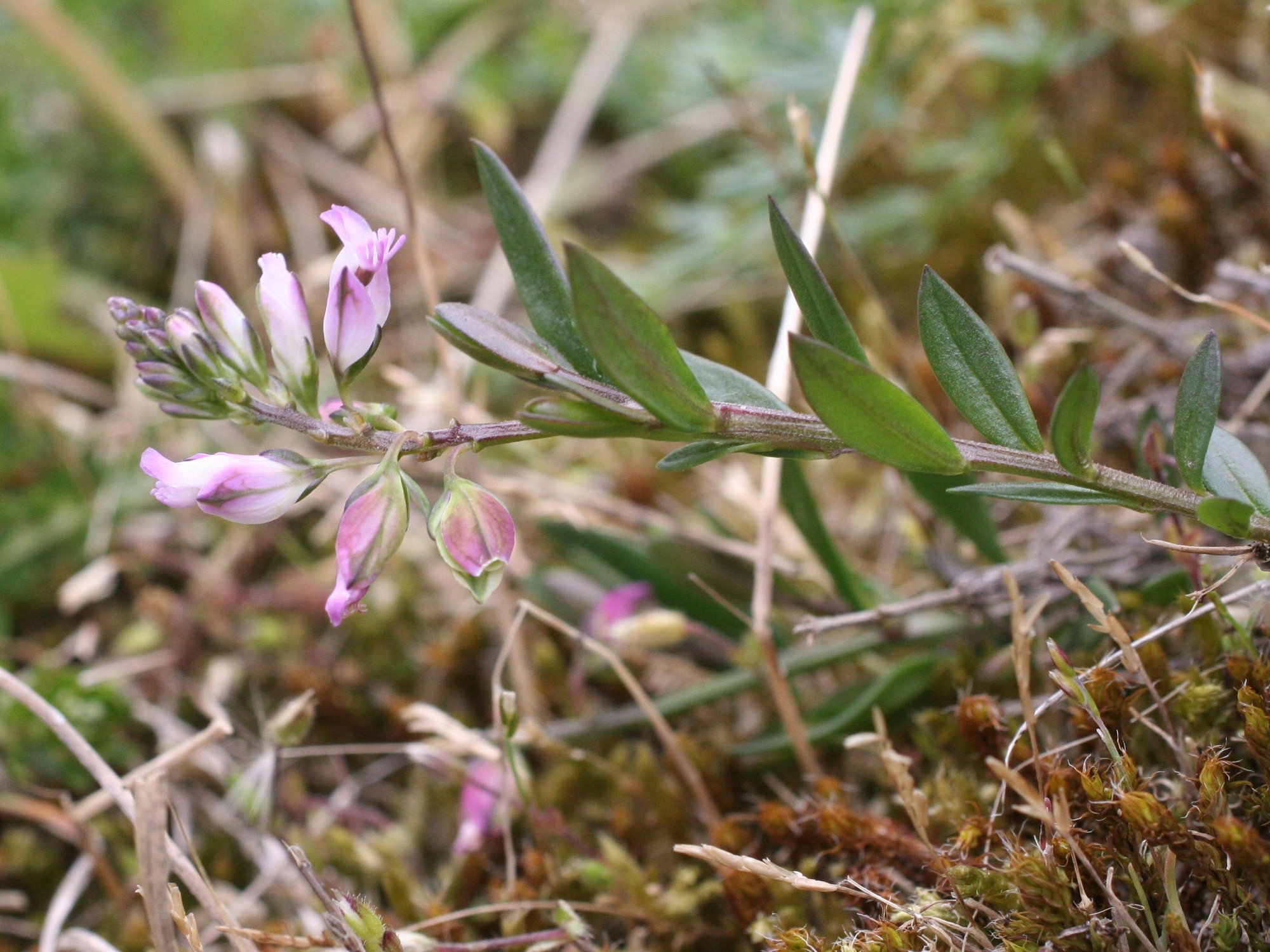 Afficher le média polygala_serpyllifolia3md polygala_serpyllifolia3md