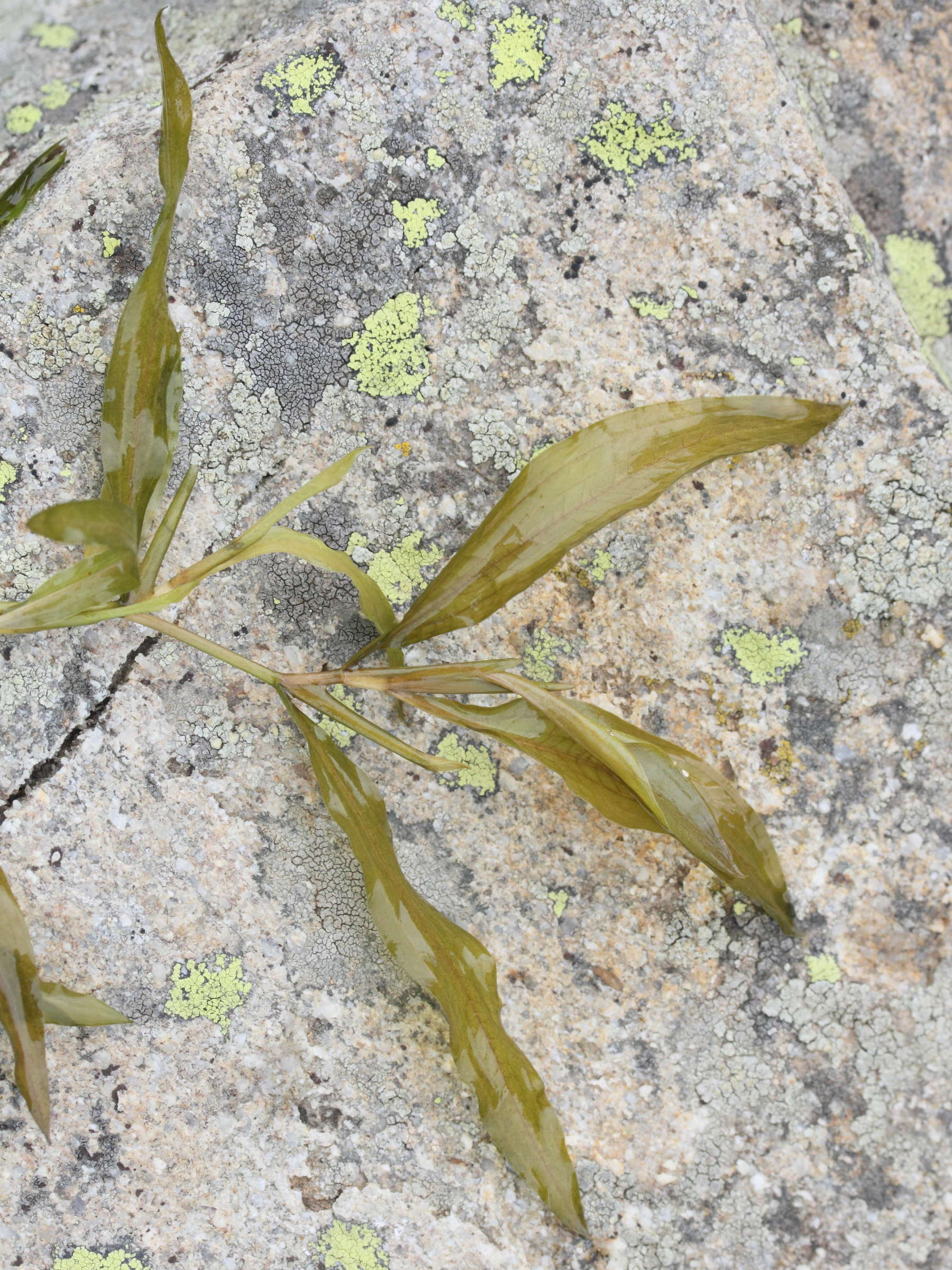 potamogeton_gramineus3md