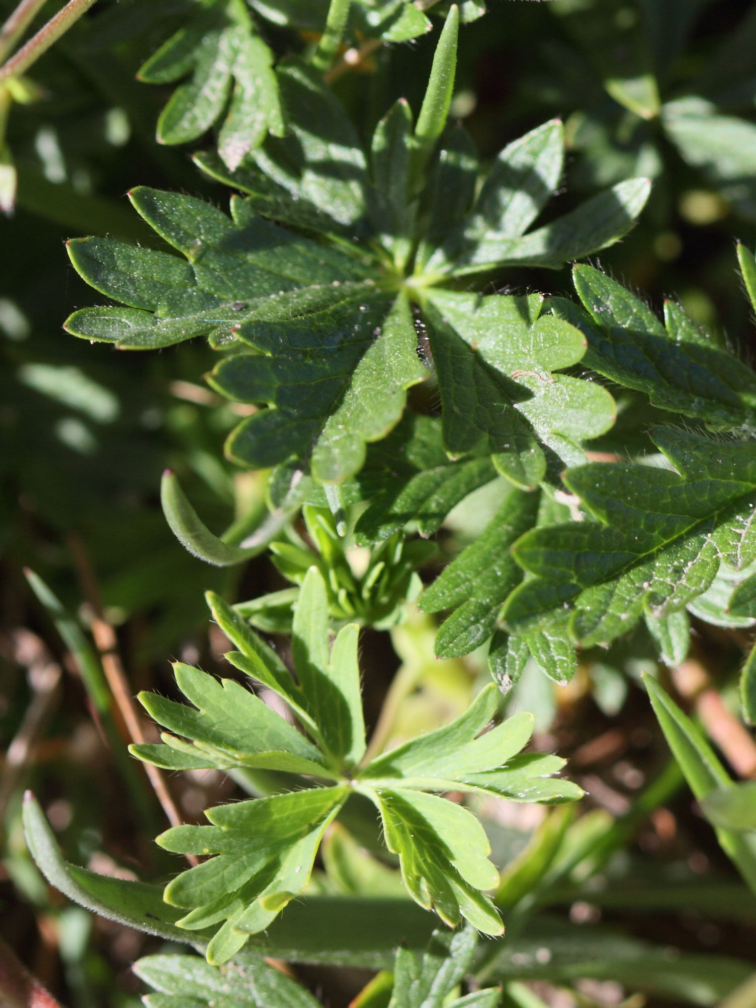 potentilla_crantzi3bd