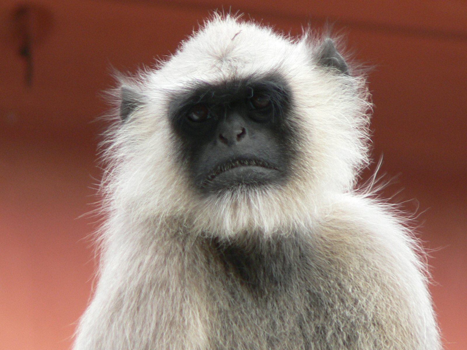 presbytis_entellus3gc