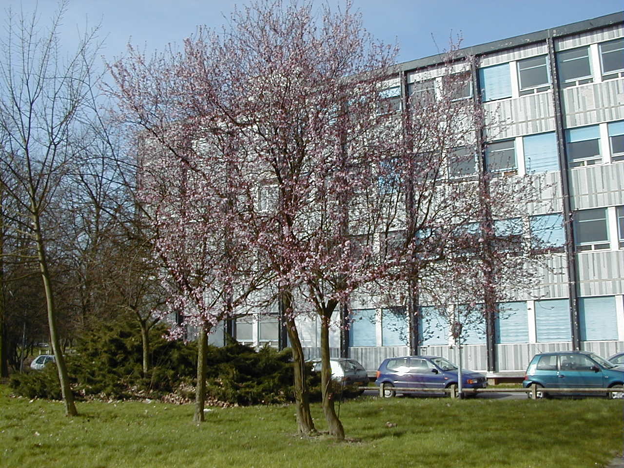 Afficher le média Prunus_cerasifera f. atropurpurea Prunus_cerasifera f. atropurpurea