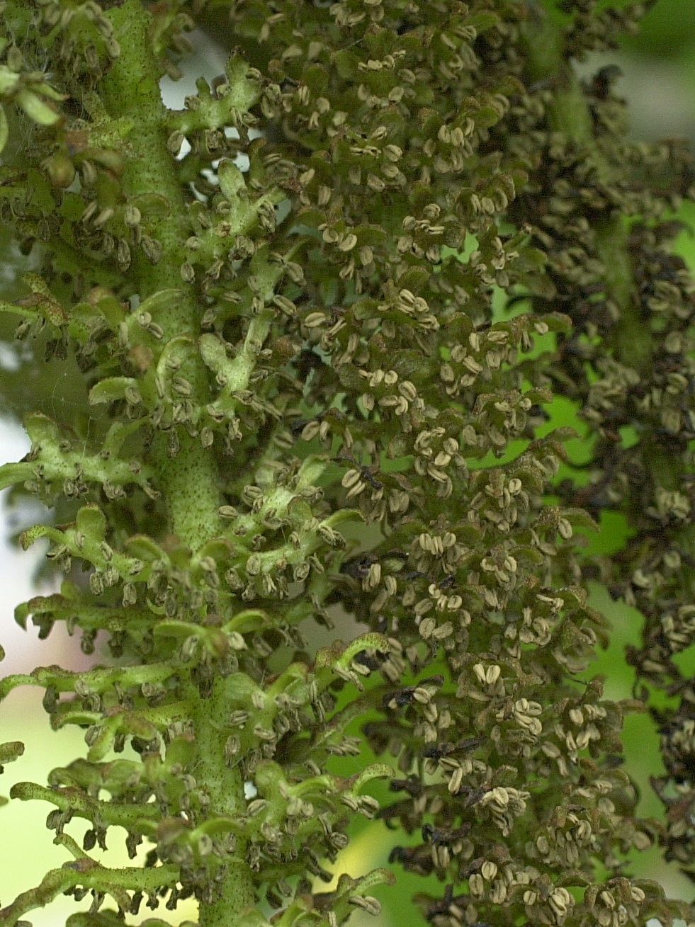 pterocarya_fraxinifolia5bmd