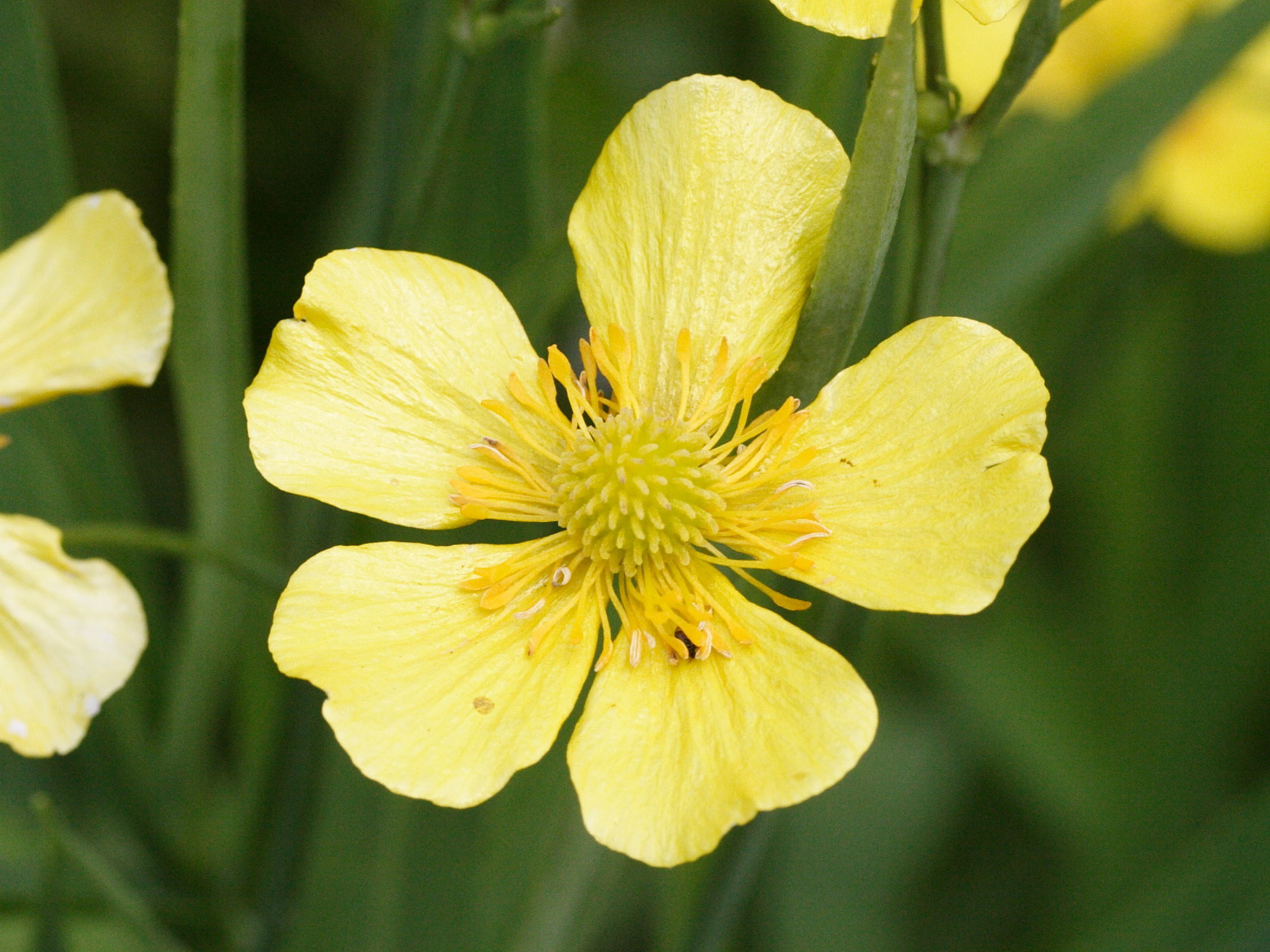 ranunculus_lingua5md