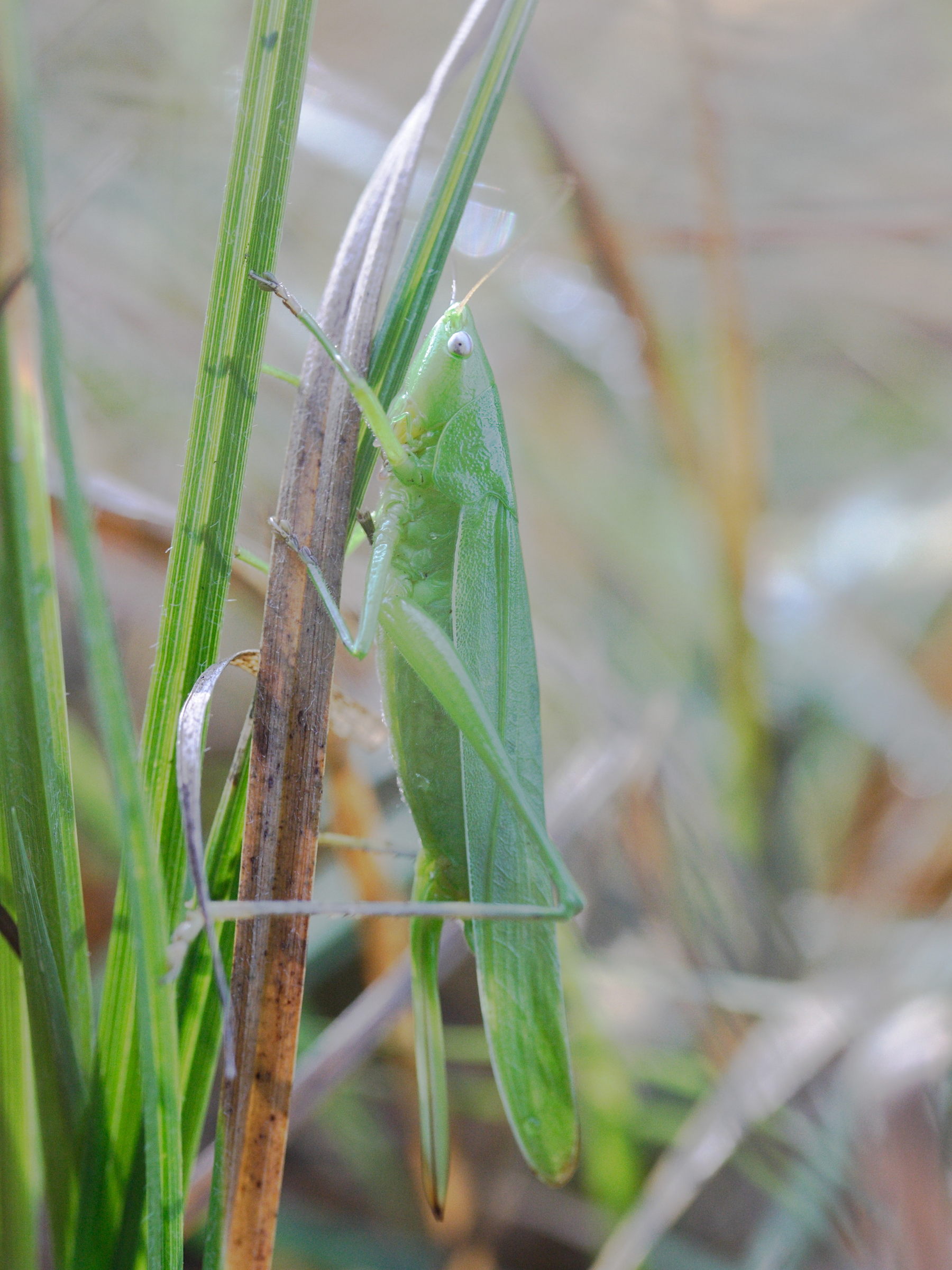 ruspolia_nitidula1md