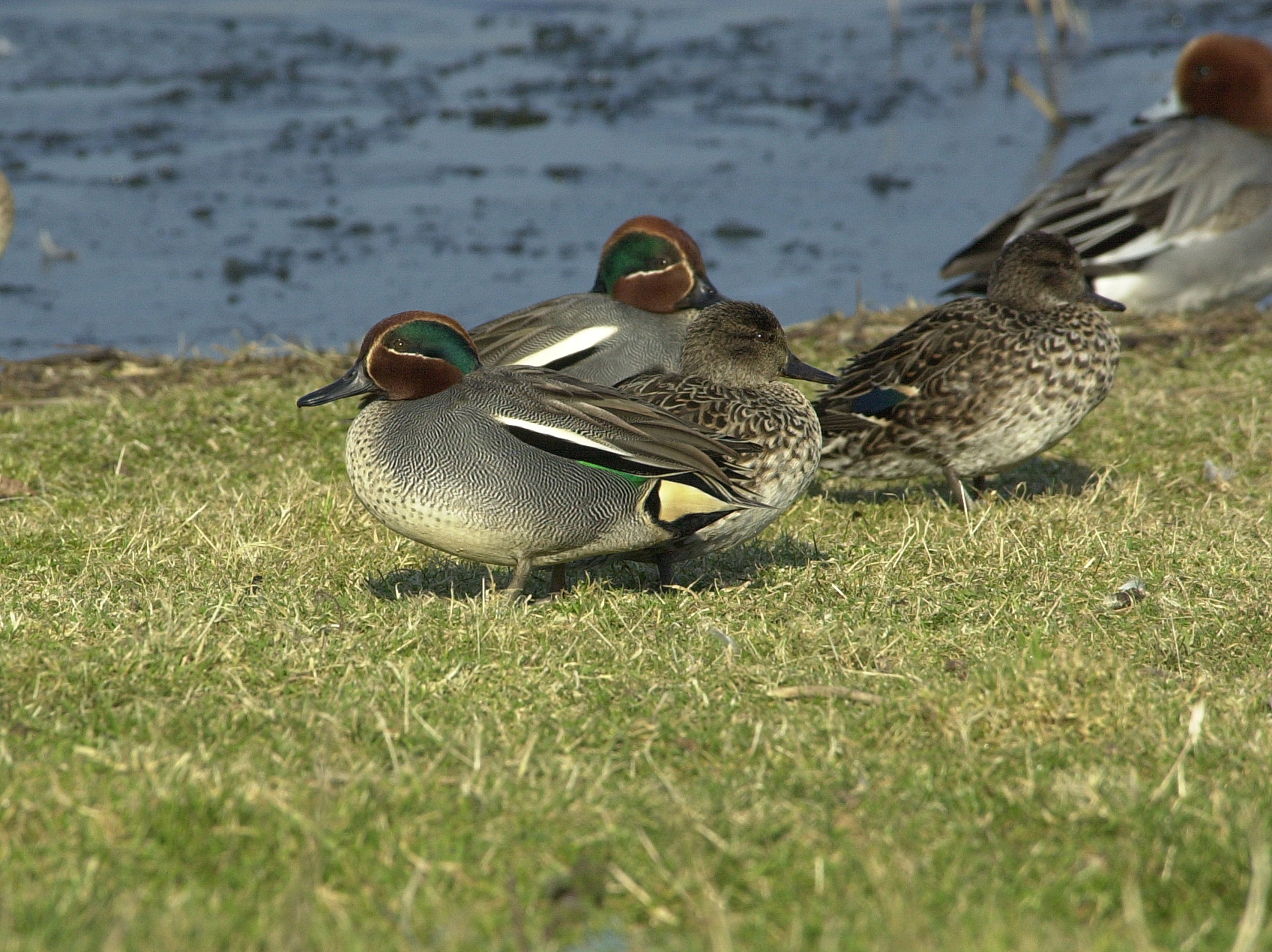 sarcelle_d-hiver_-_anas_crecca4bd