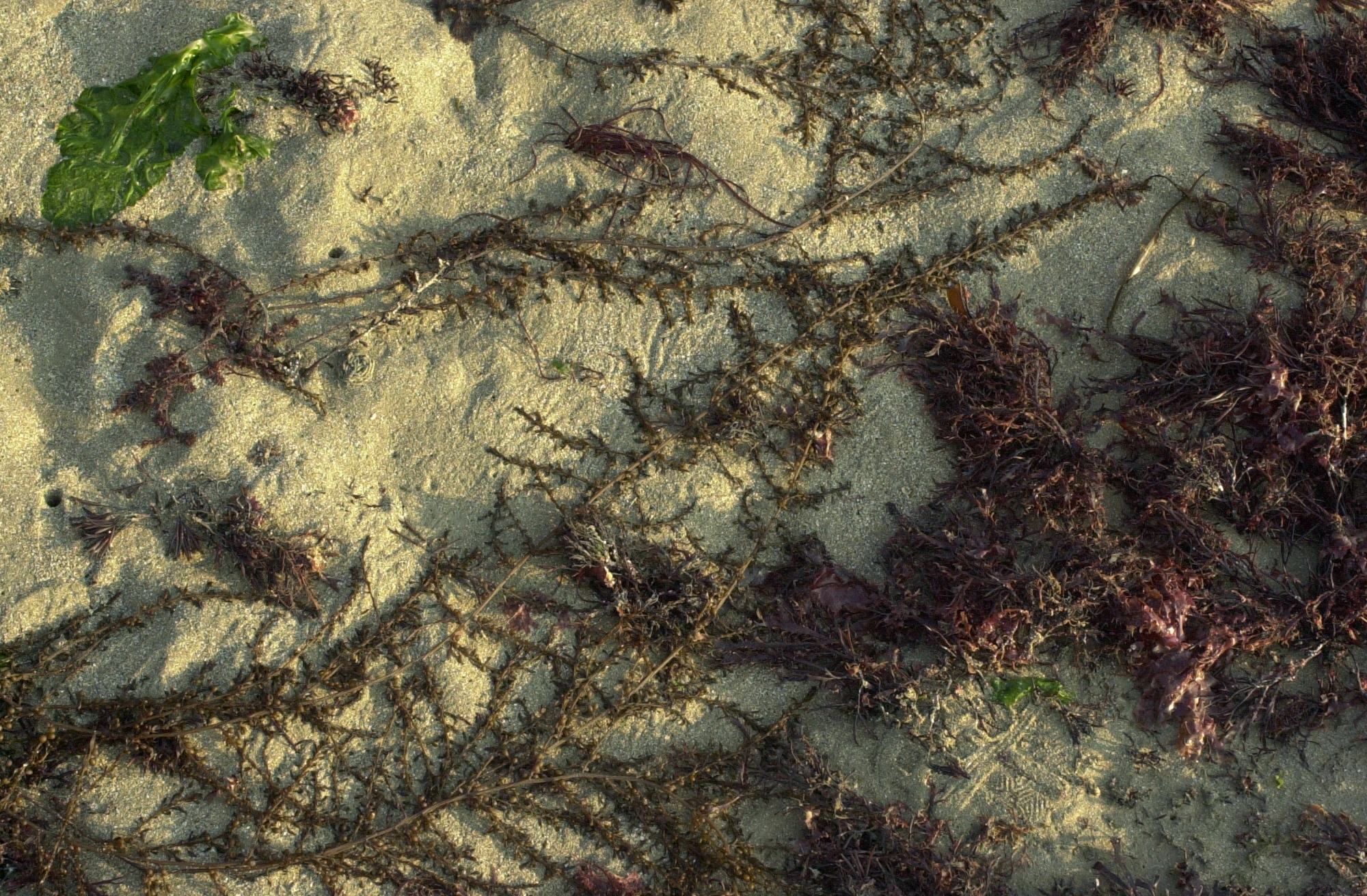 Afficher le média sargassum_muticum2md sargassum_muticum2md