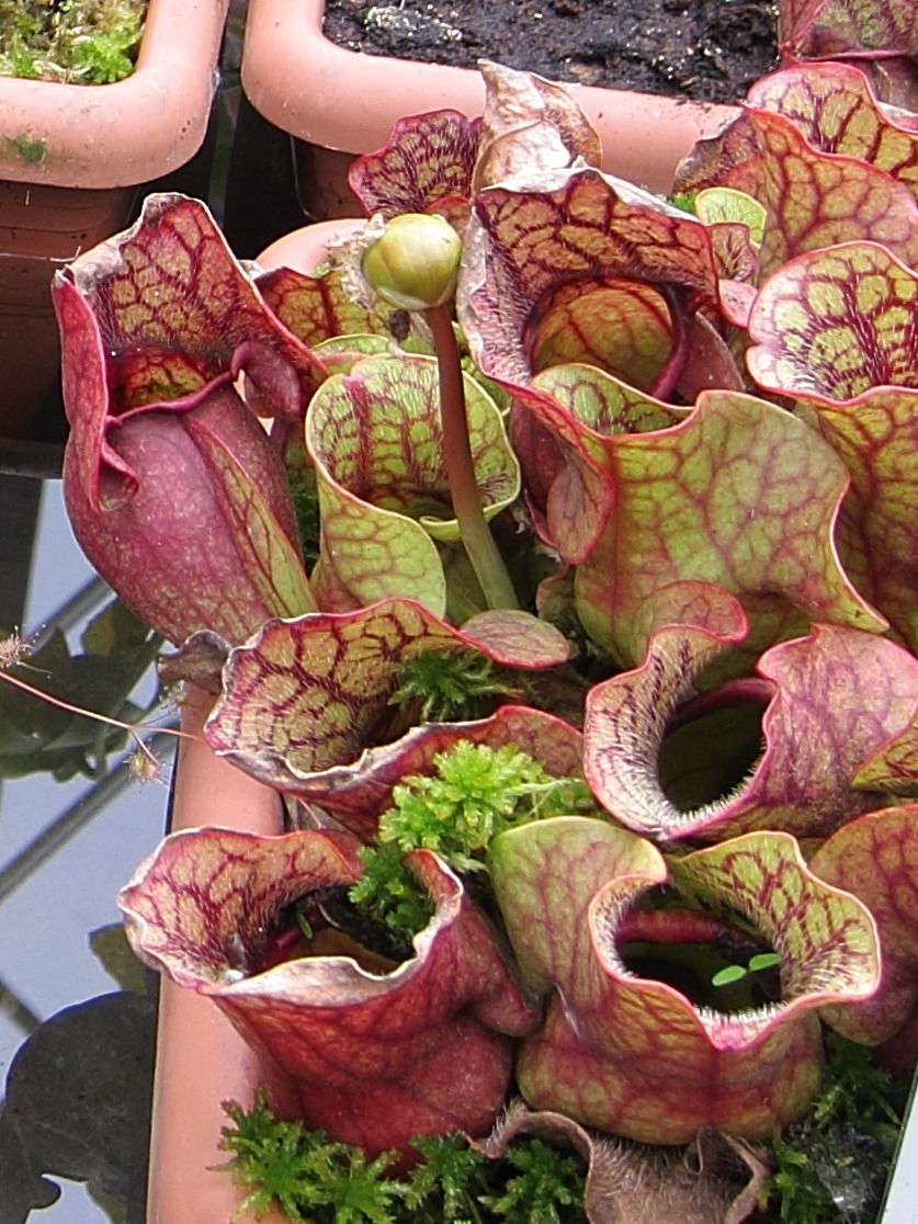 sarracenia_purpurea_venosa1bd