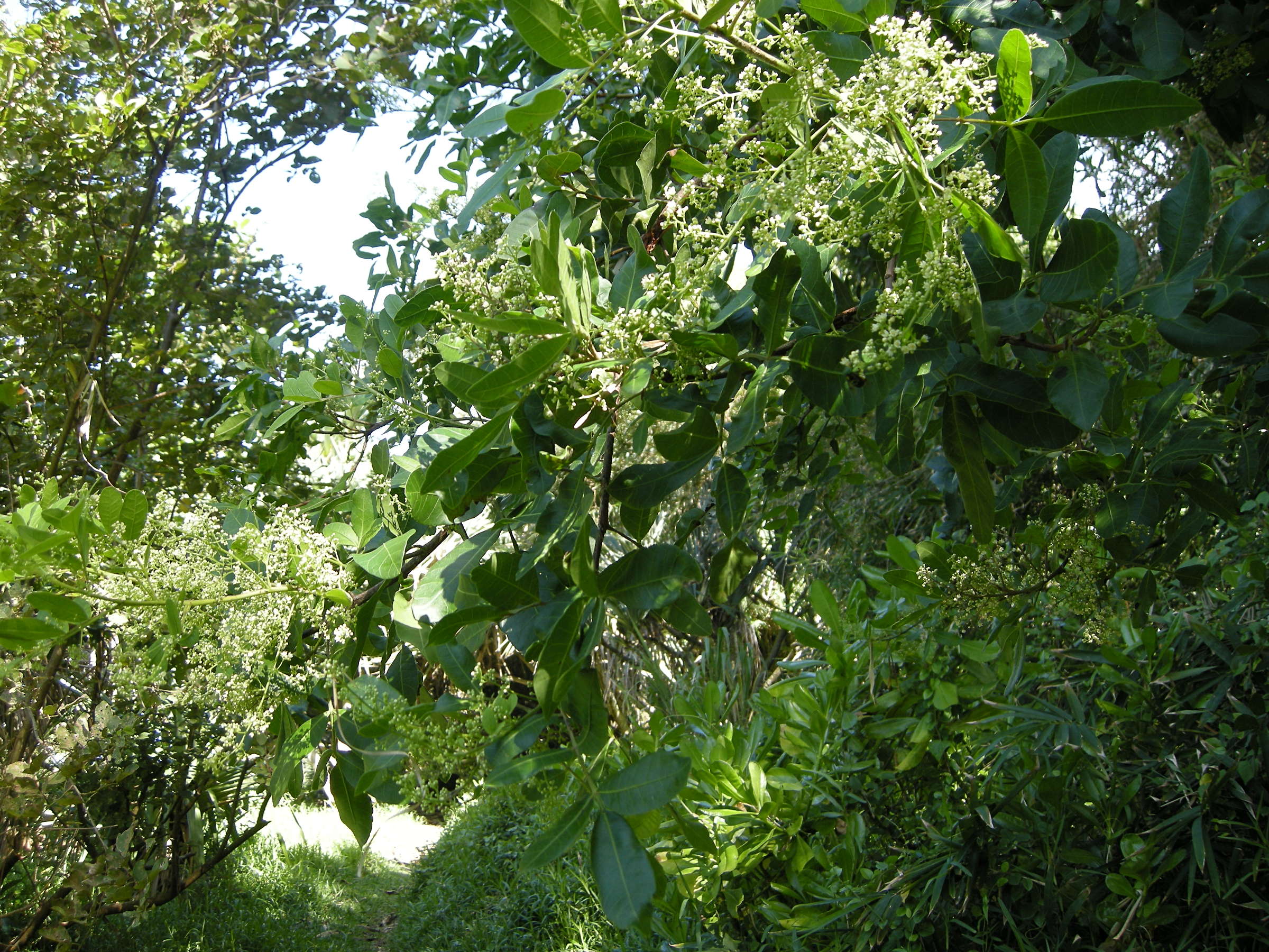 schinus_terebinthifolius5md