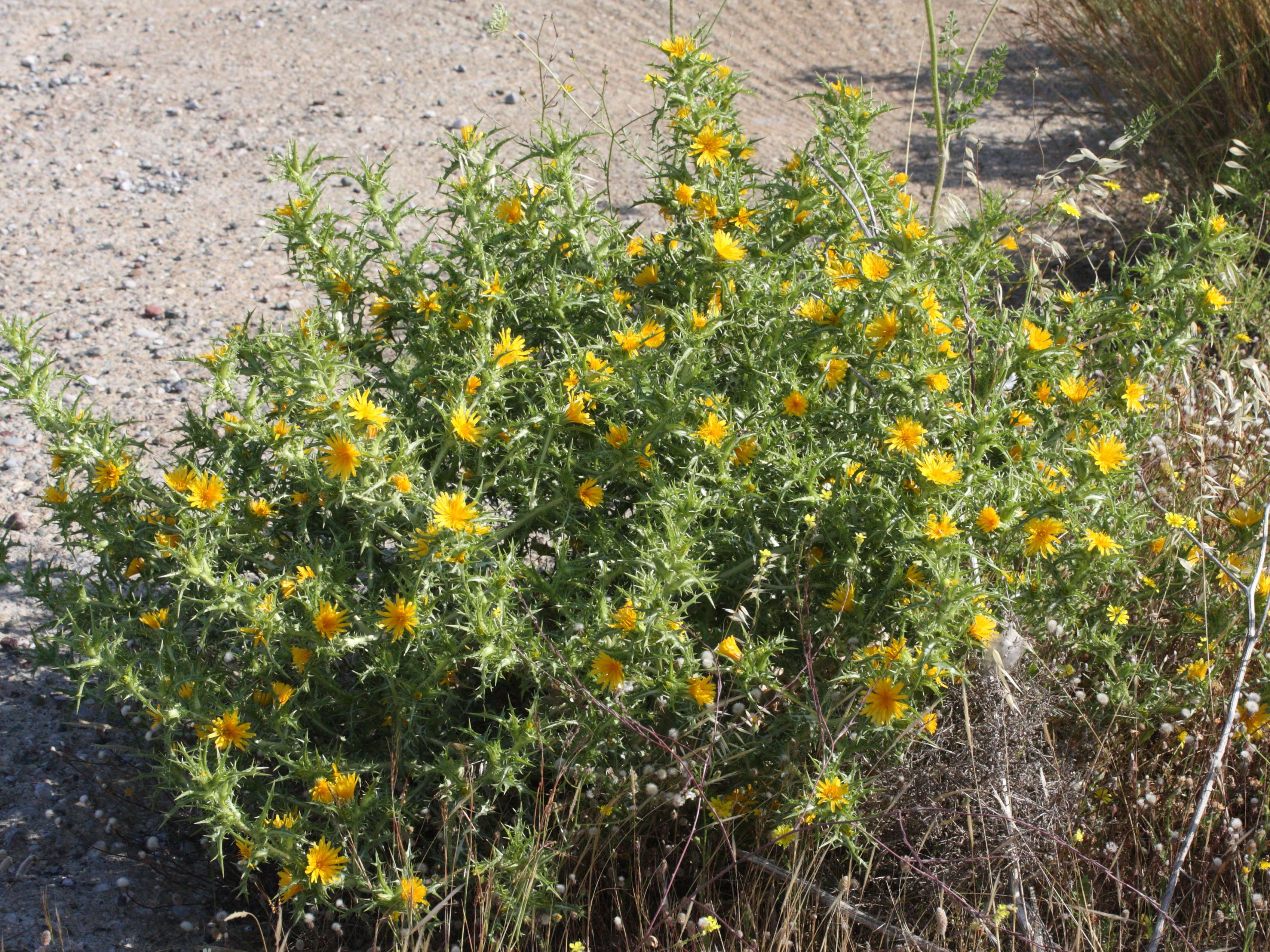 Afficher le média scolymus_hispanicus1md scolymus_hispanicus1md