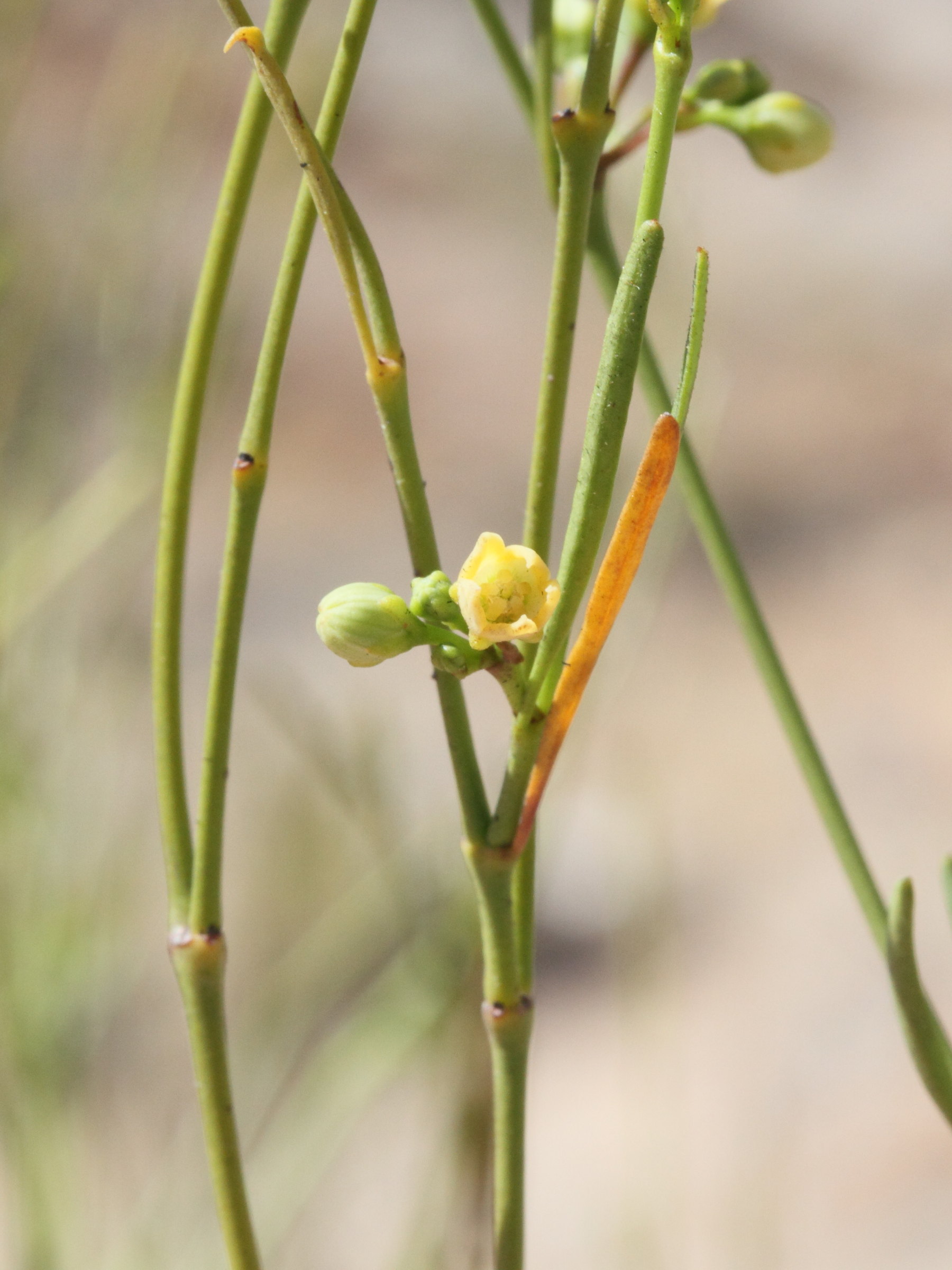 Secamone_sparsiflora