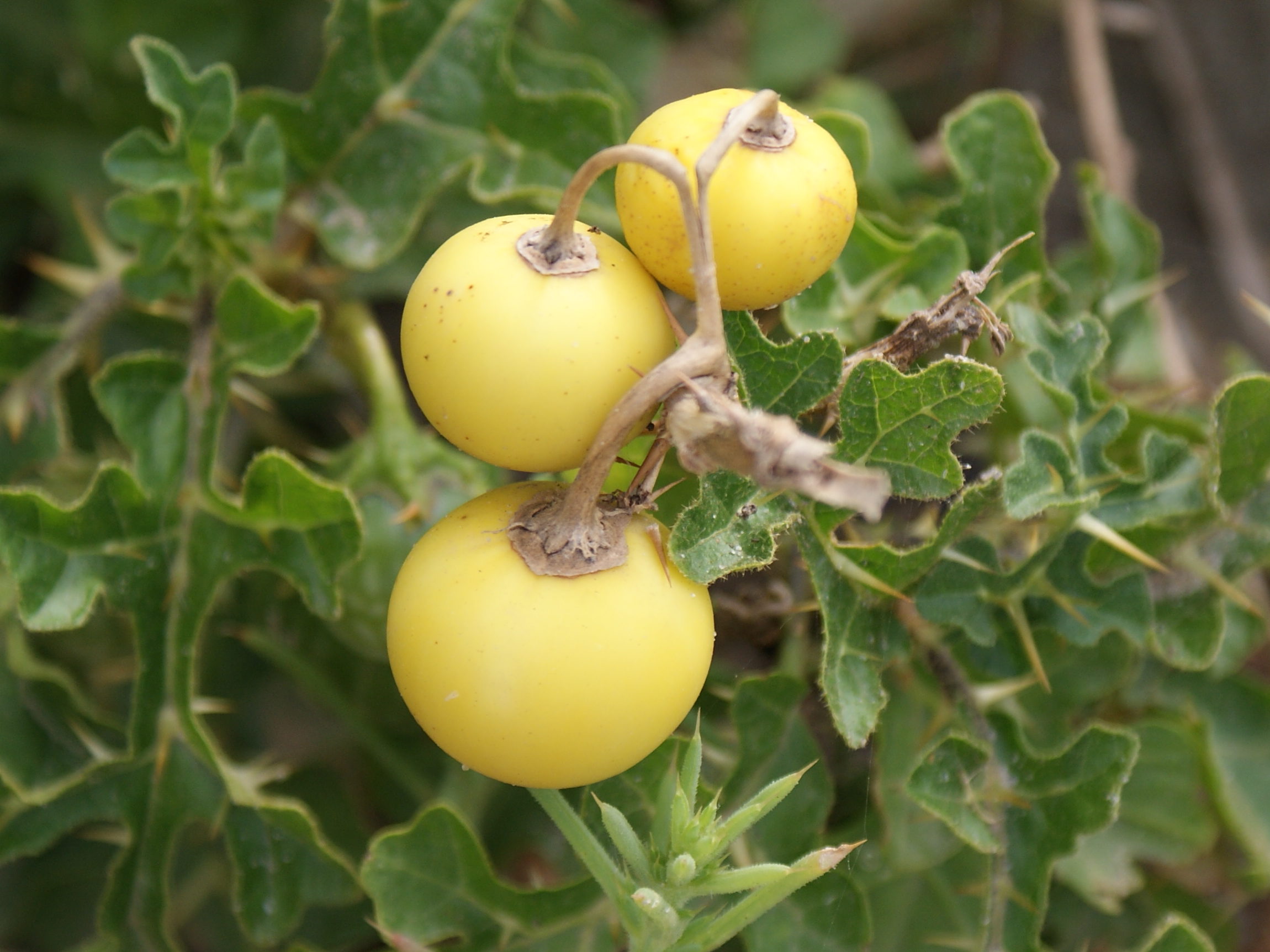 solanum_pyracanthum5td