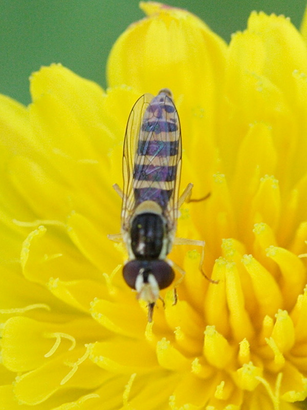 sphaerophoria_scripta6md