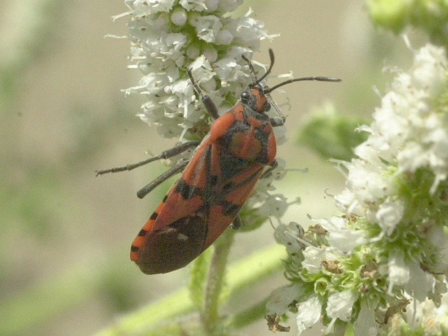 spilostethus_pandurus2md