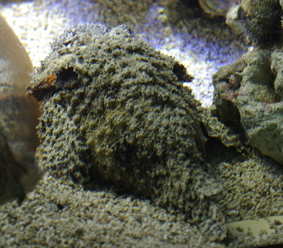 synanceia_verrucosa1bd