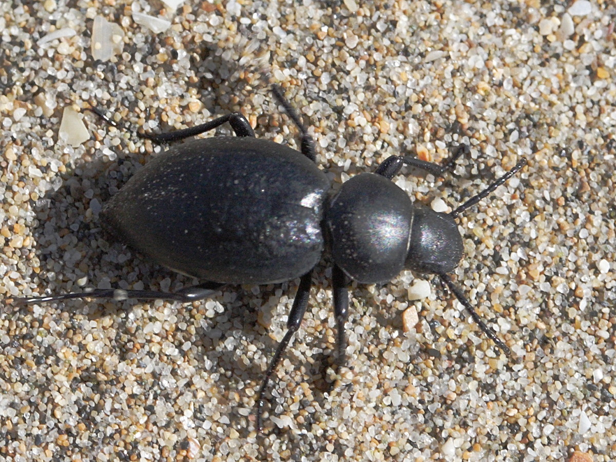 tentyria_mucronata2md