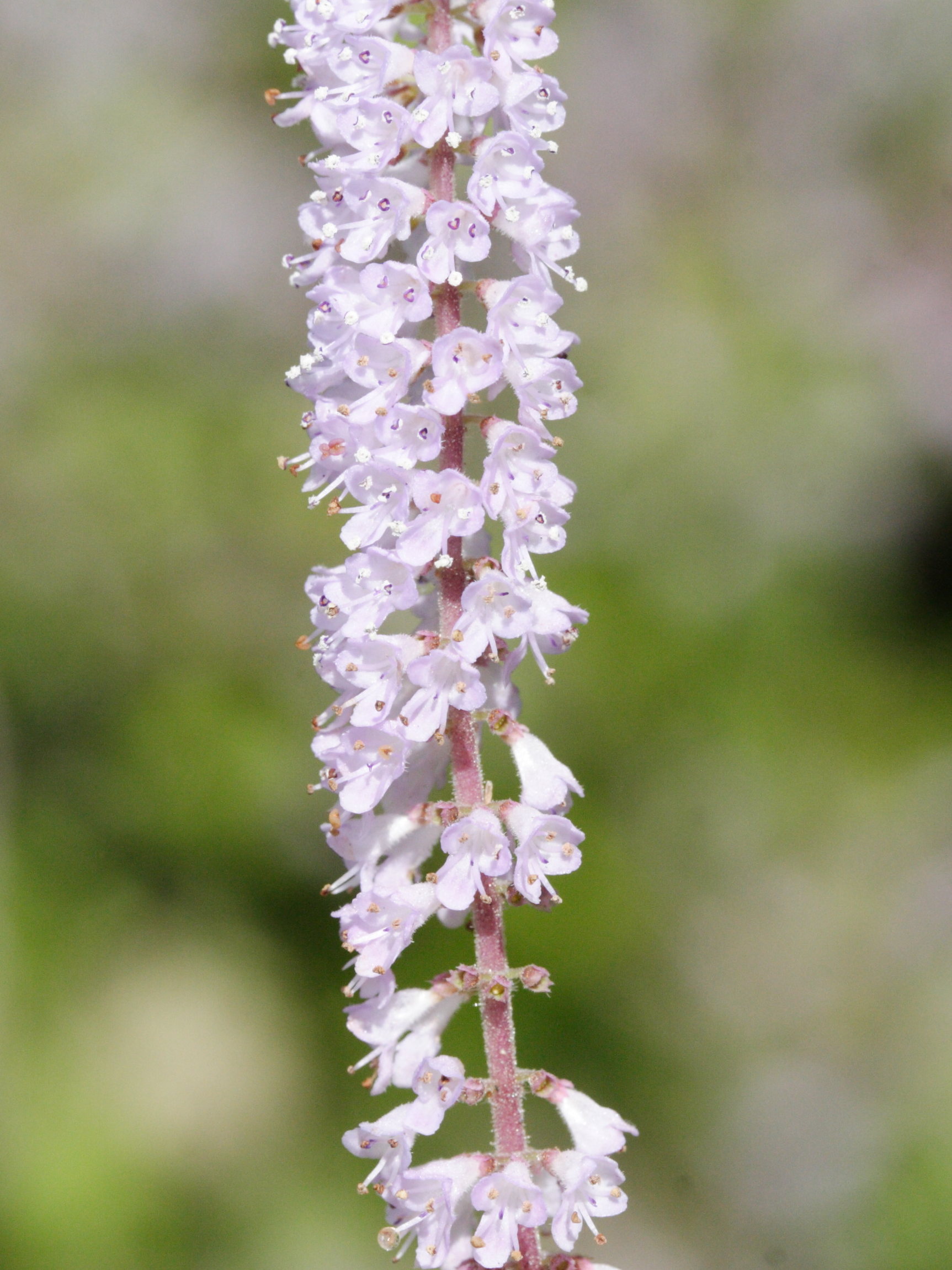 tetradenia_riparia3md