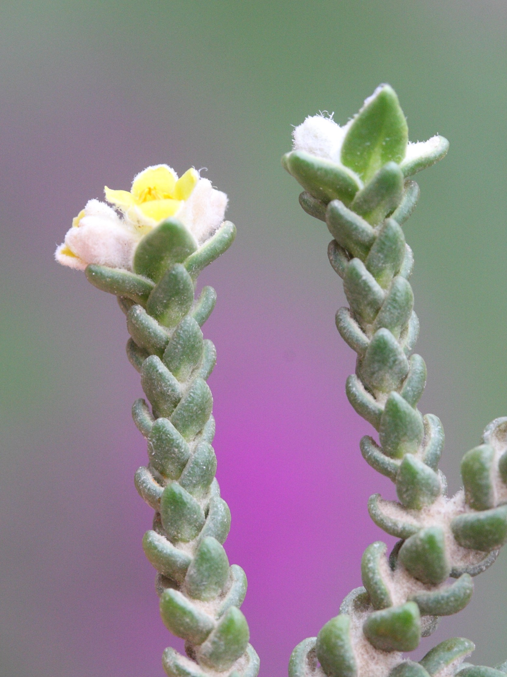 Afficher le média thymelaea_hirsuta7md thymelaea_hirsuta7md