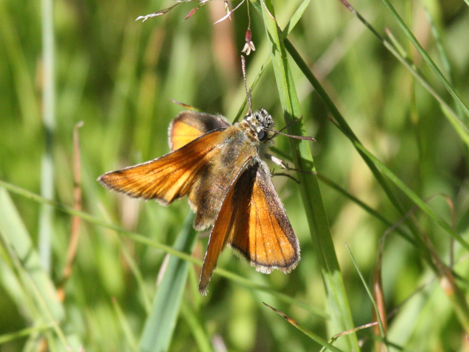 Afficher le média thymelicus_sylvestris1bd thymelicus_sylvestris1bd