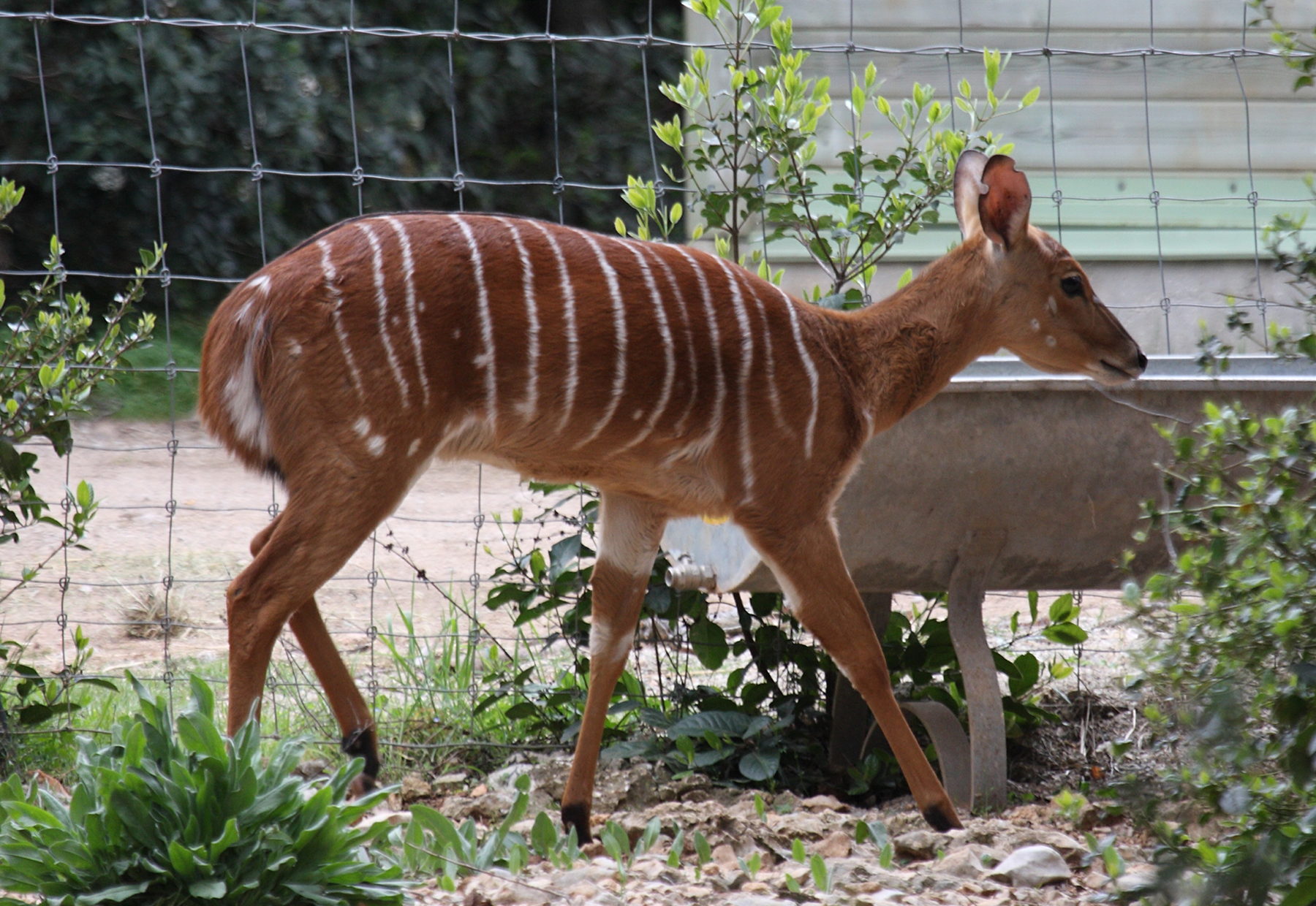 tragelaphus_angasii1bd