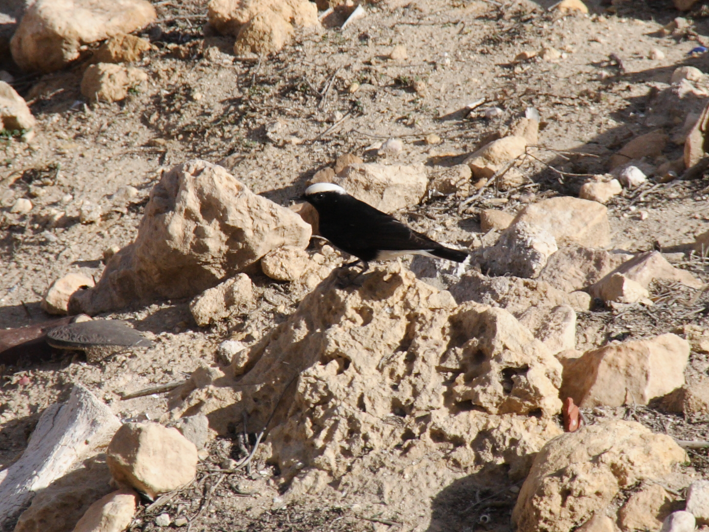 traquet_a_tete_blanche_-_oenanthe_leucopyga1bd