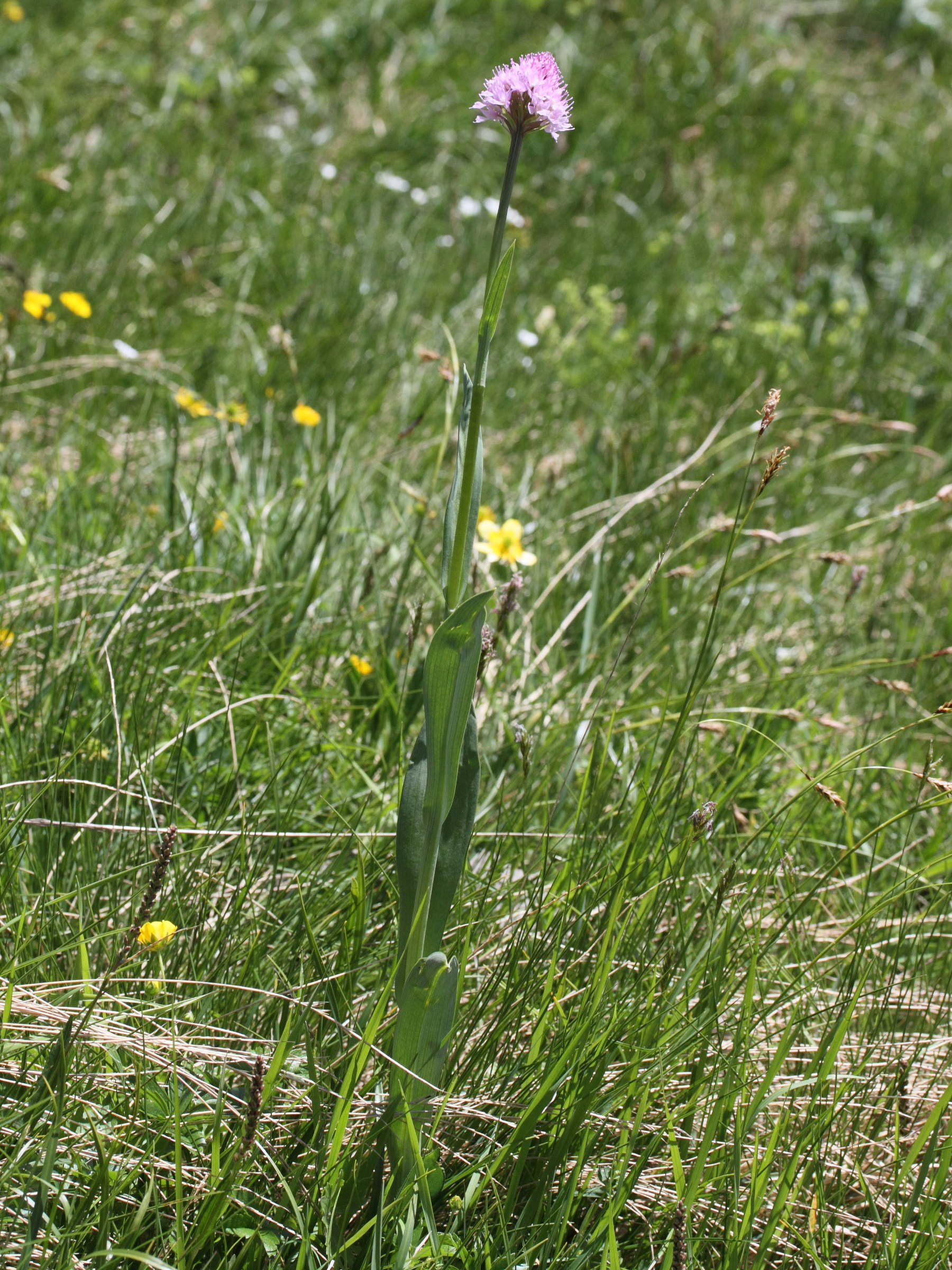 Afficher le média traunsteinera_globosa1md traunsteinera_globosa1md