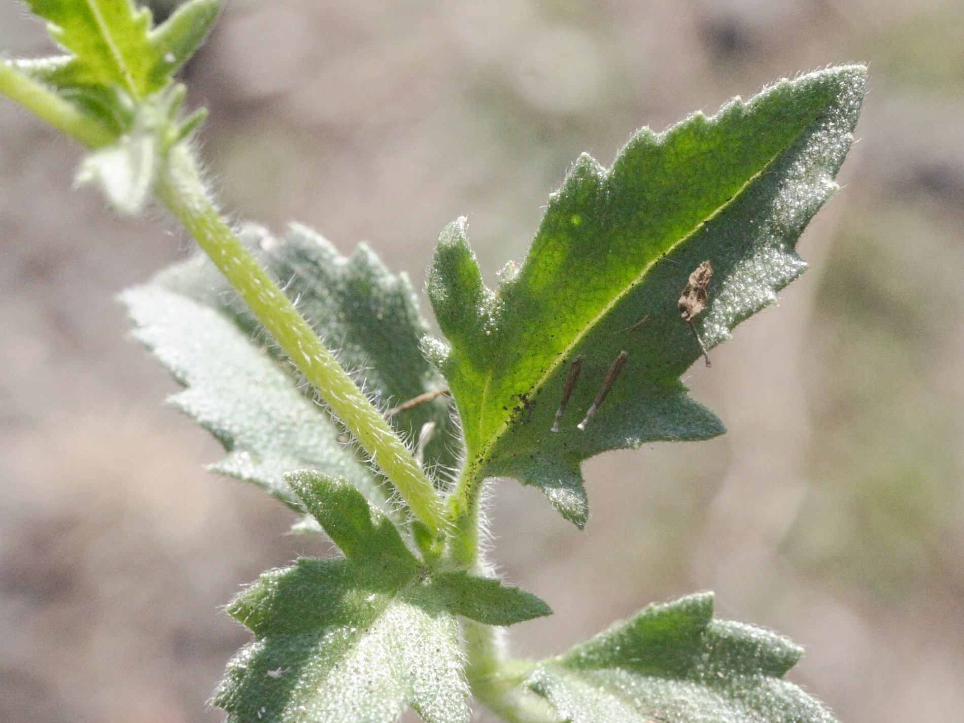 Afficher le média tridax_procumbens4md tridax_procumbens4md