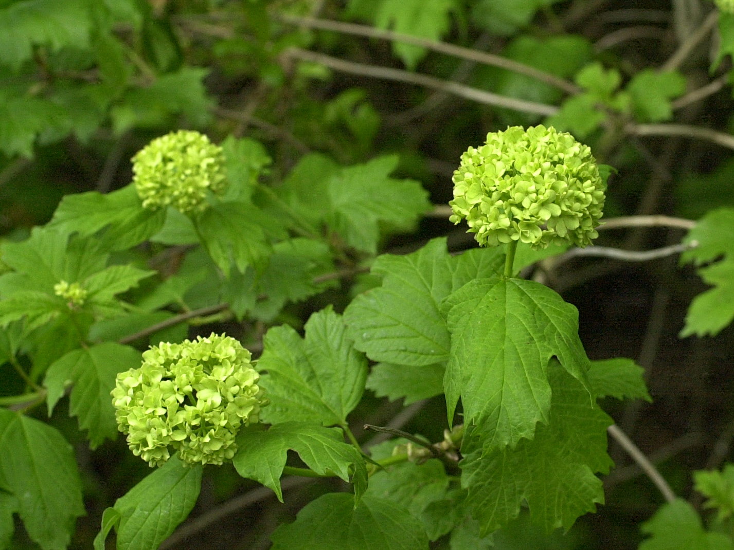 viburnum_opulus1md