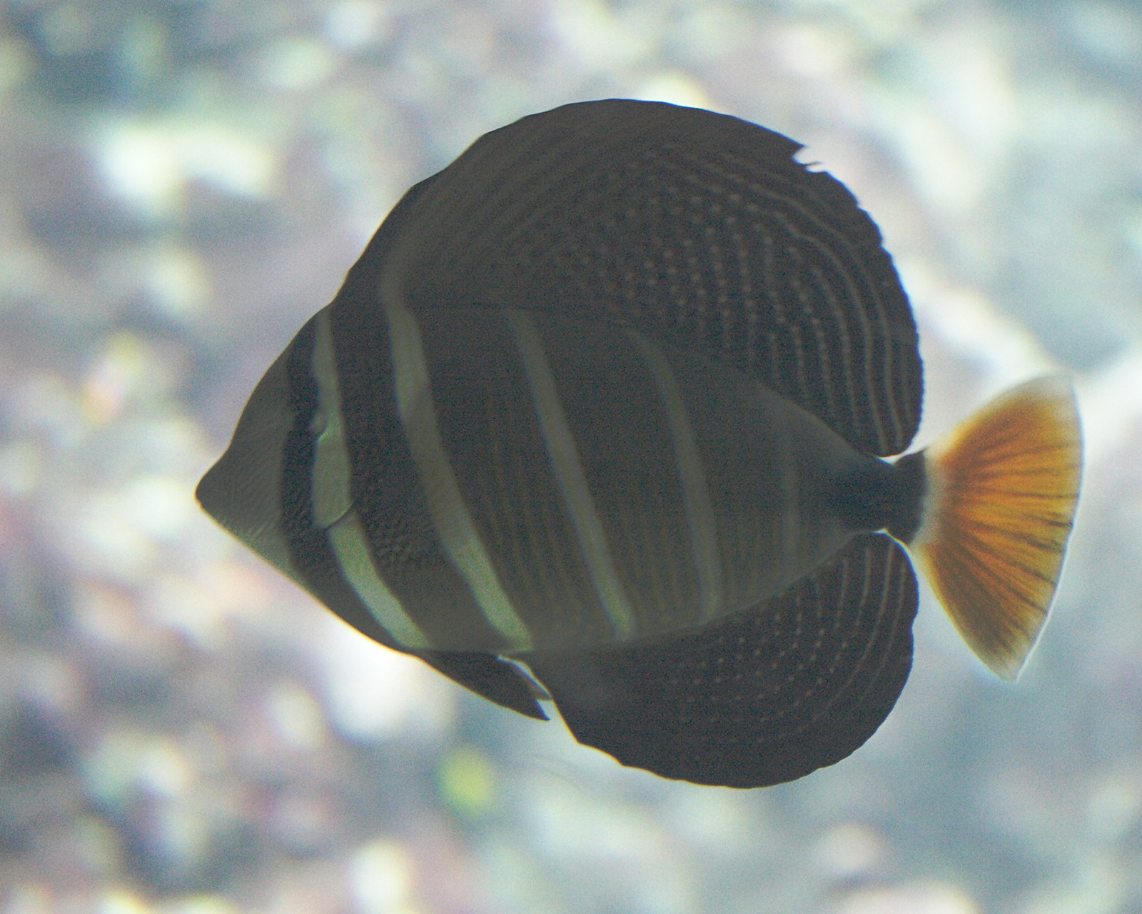 zebrasoma_veliferum4md