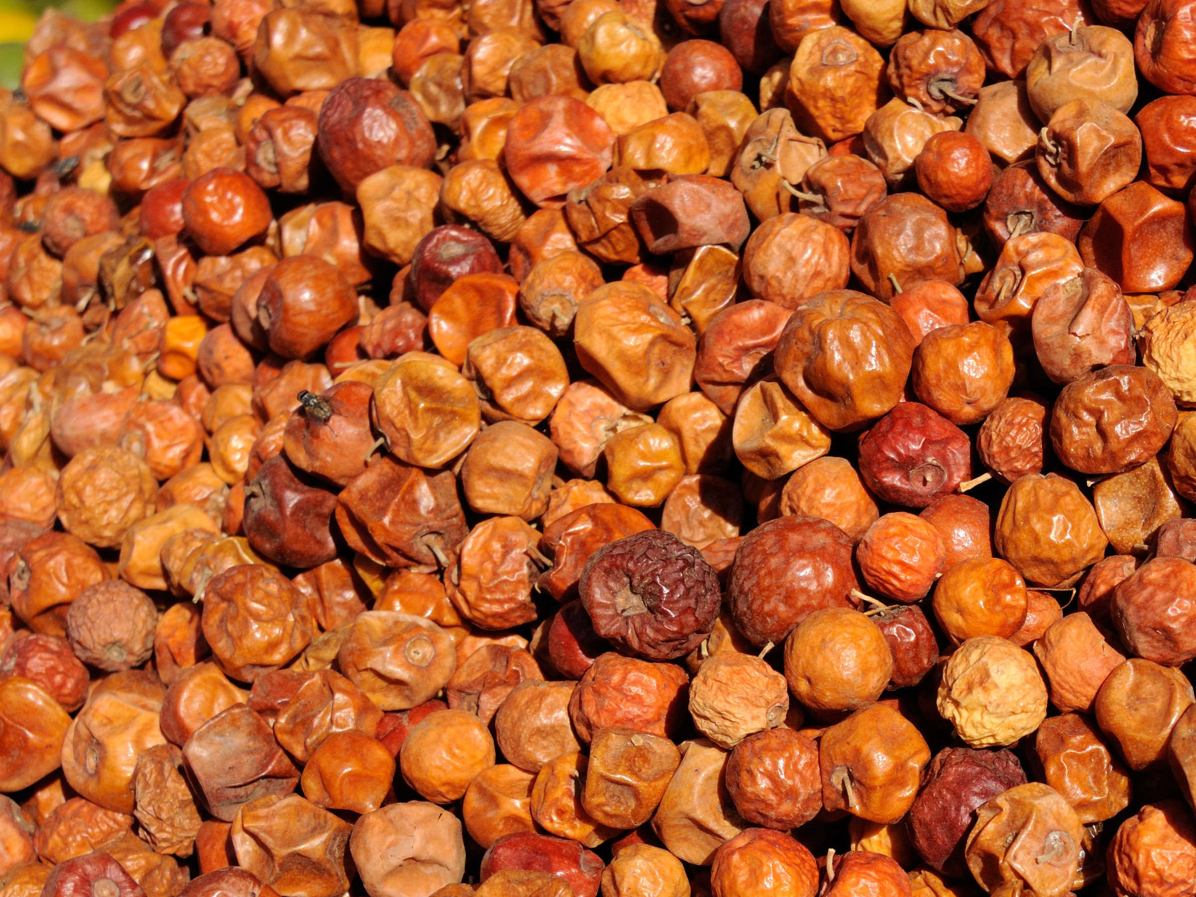 Afficher le média ziziphus_mauritiana5md ziziphus_mauritiana5md