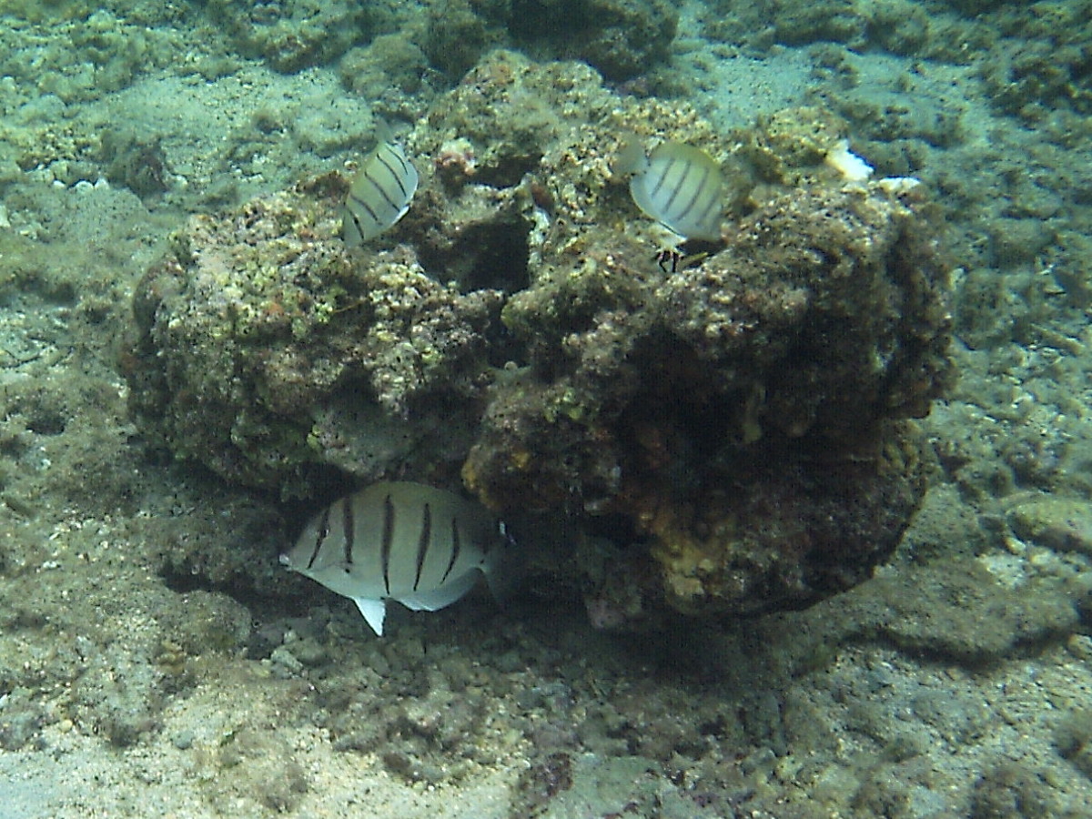acanthurus_triostegus2bd