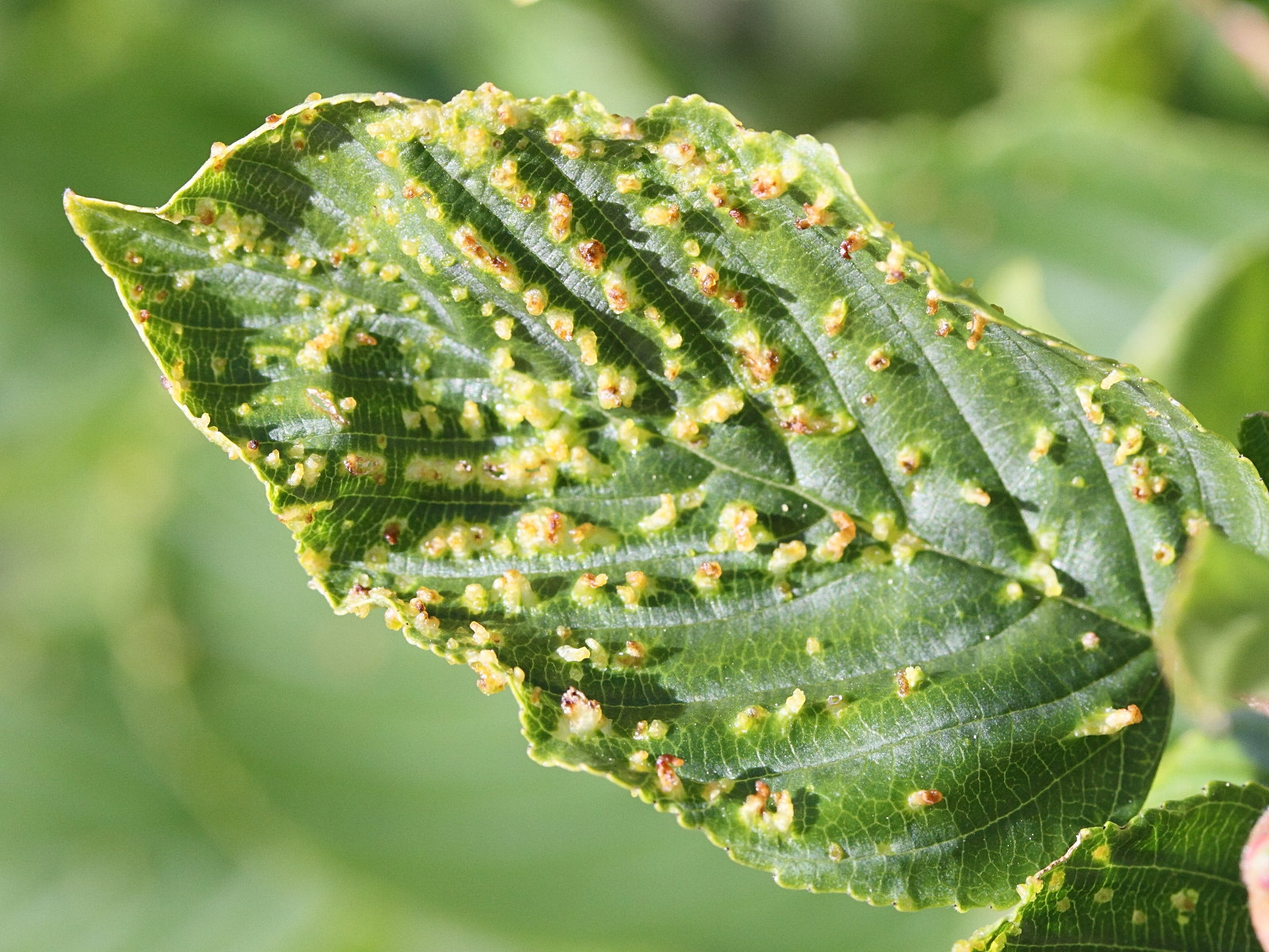 aceria_brevipunctatus_galle1md