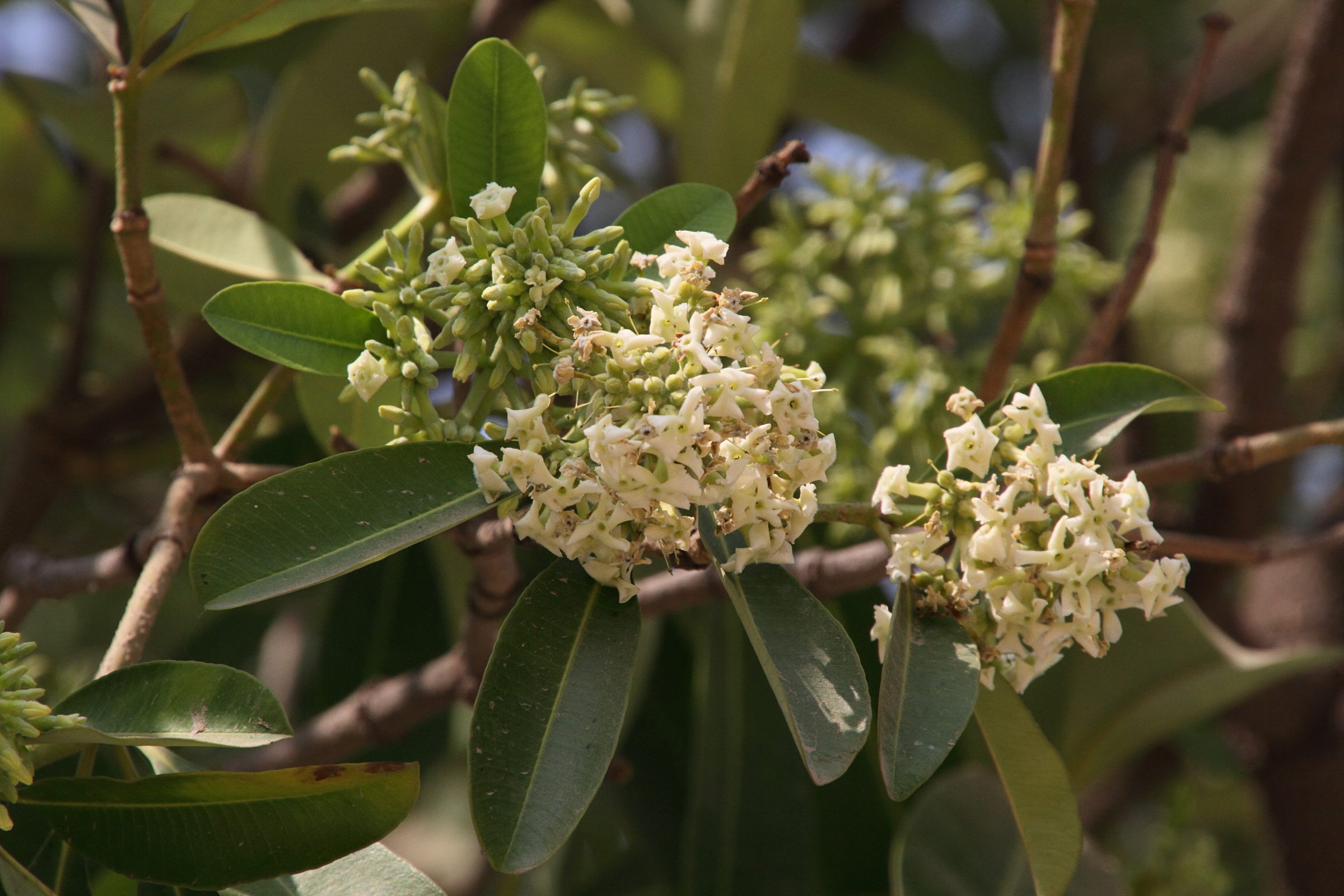 alstonia_scholaris2md