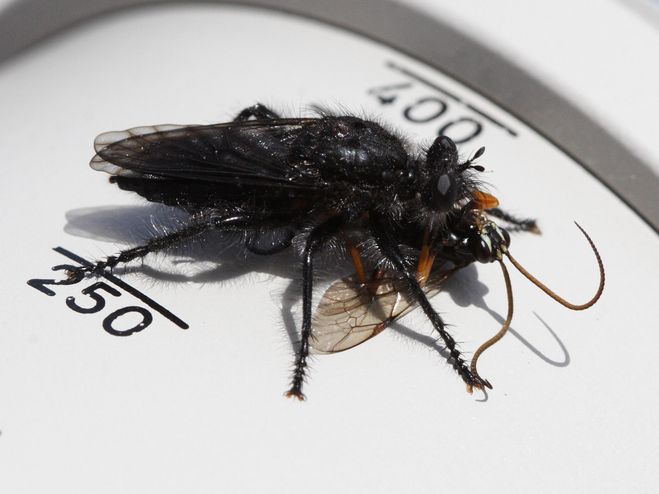 andrenosoma_atrum1md