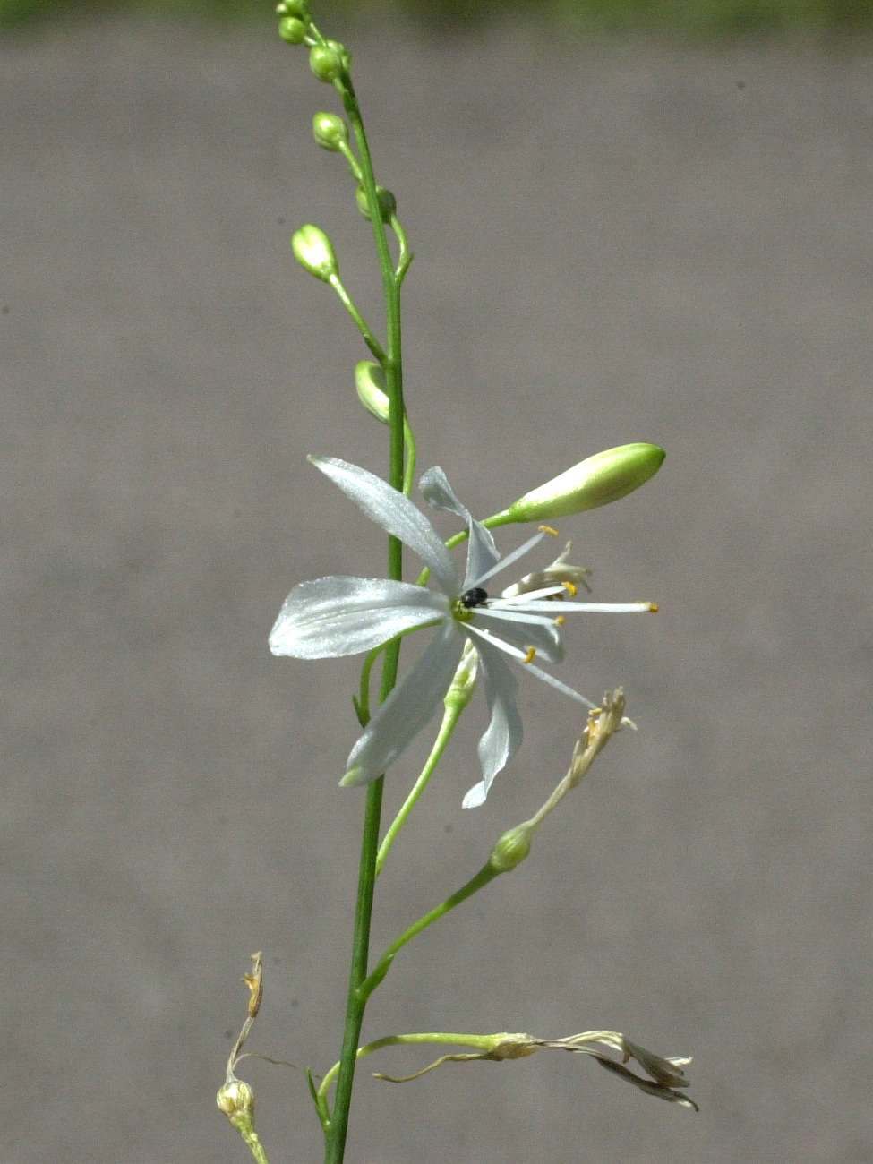 anthericum_ramosum2md