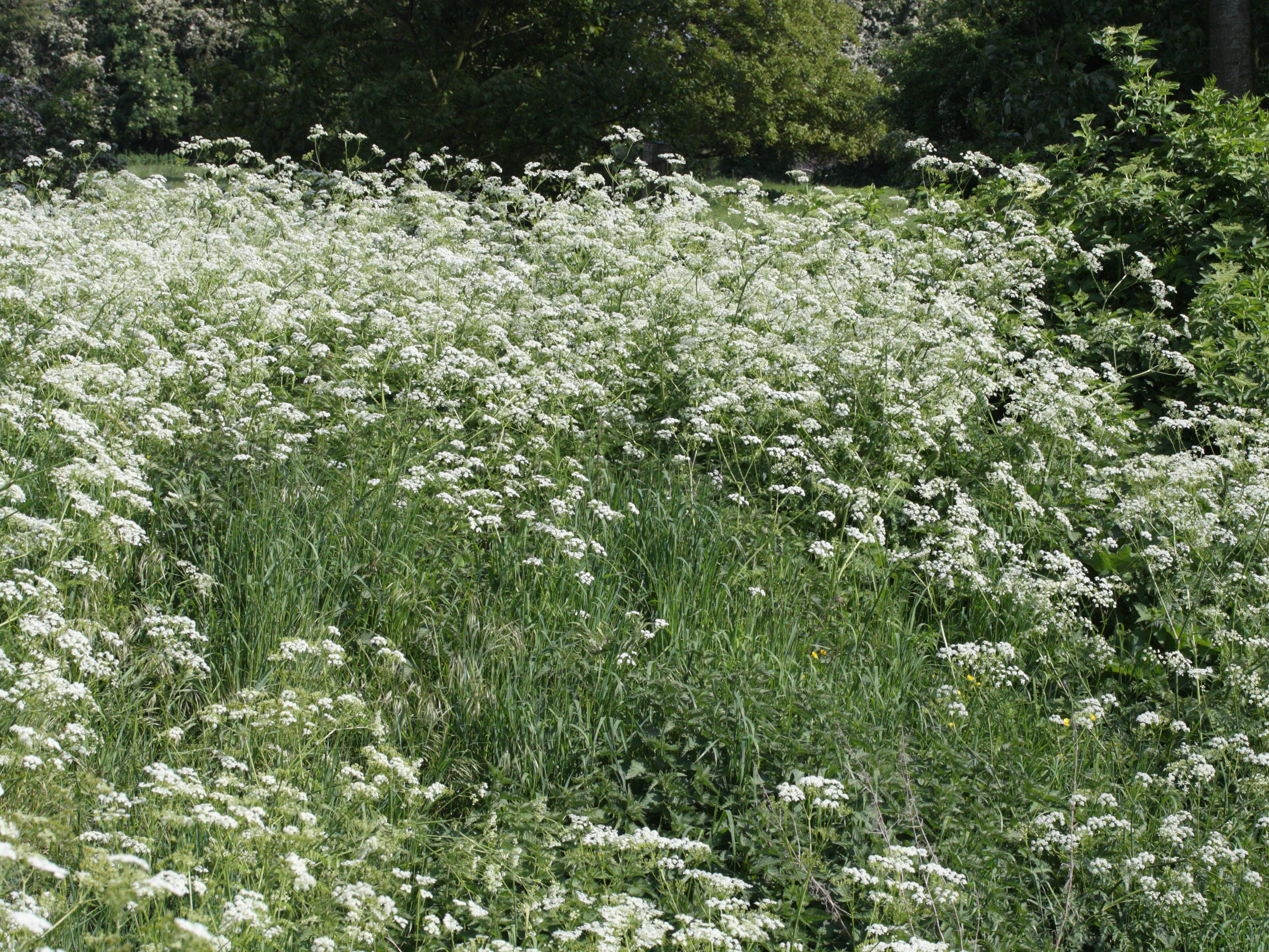 anthriscus_sylvestris1amd