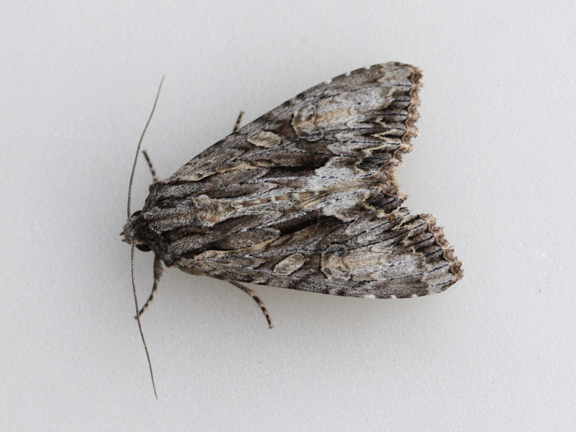 apamea_monoglypha2md