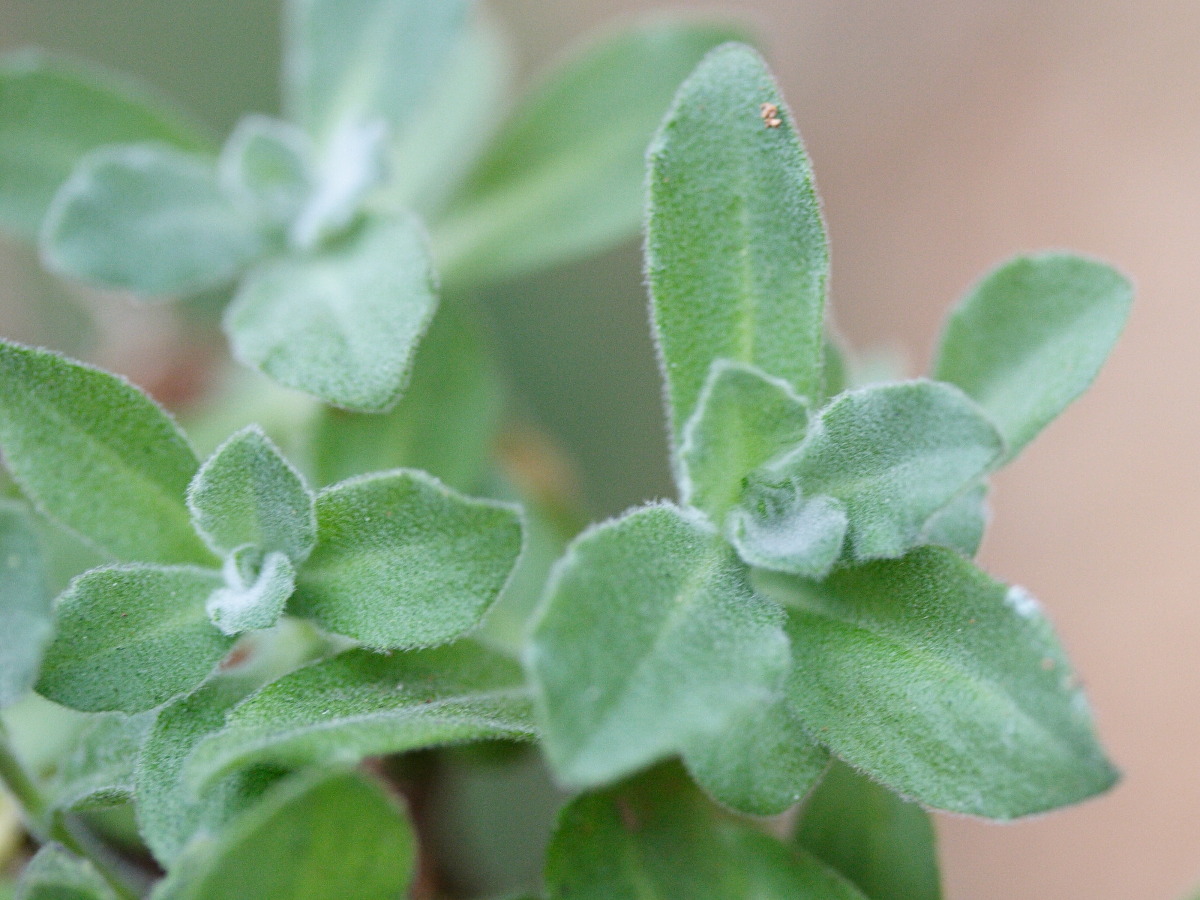 Afficher le média Arabis_alpina Arabis_alpina