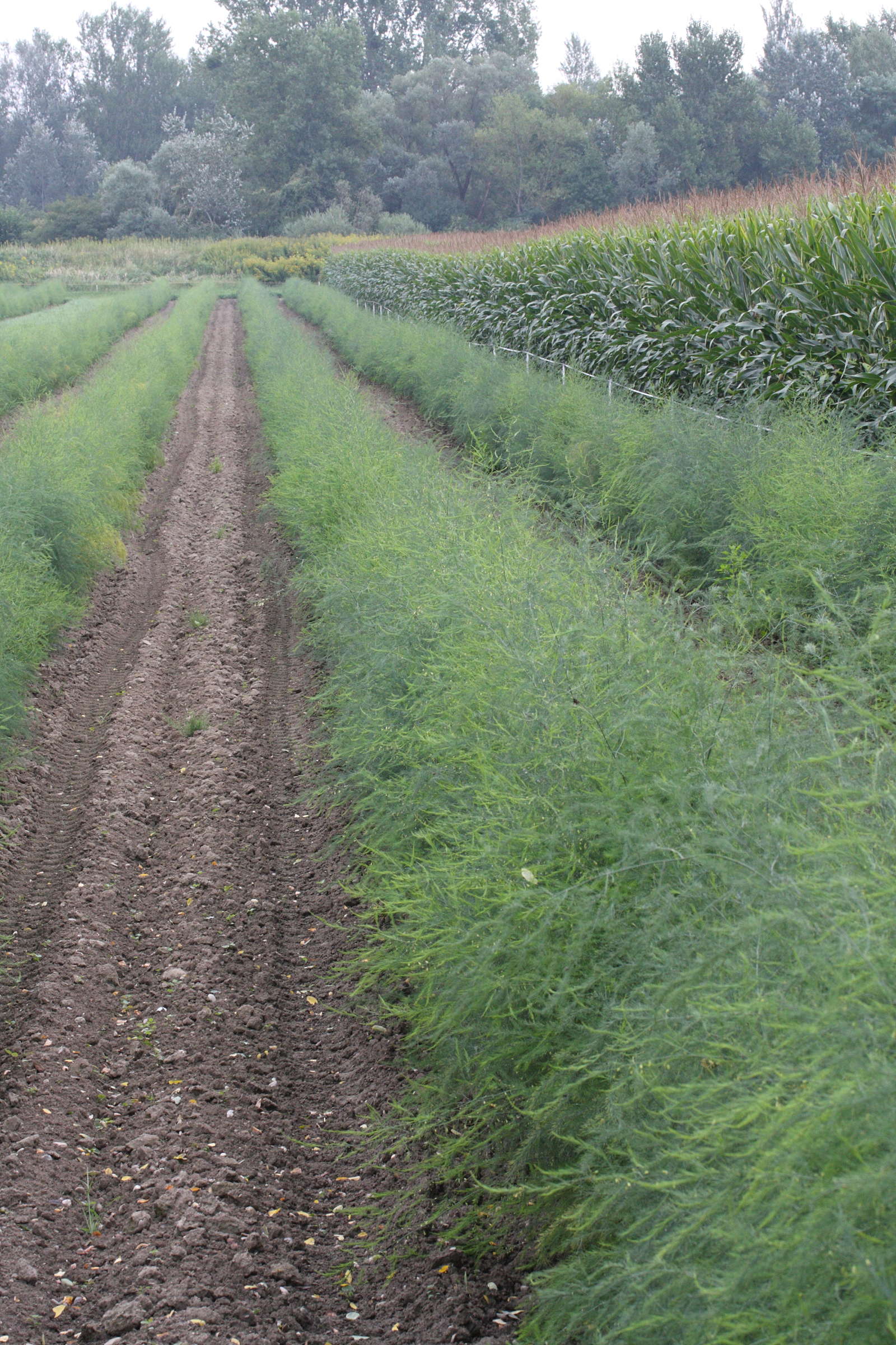 Asparagus_officinalis