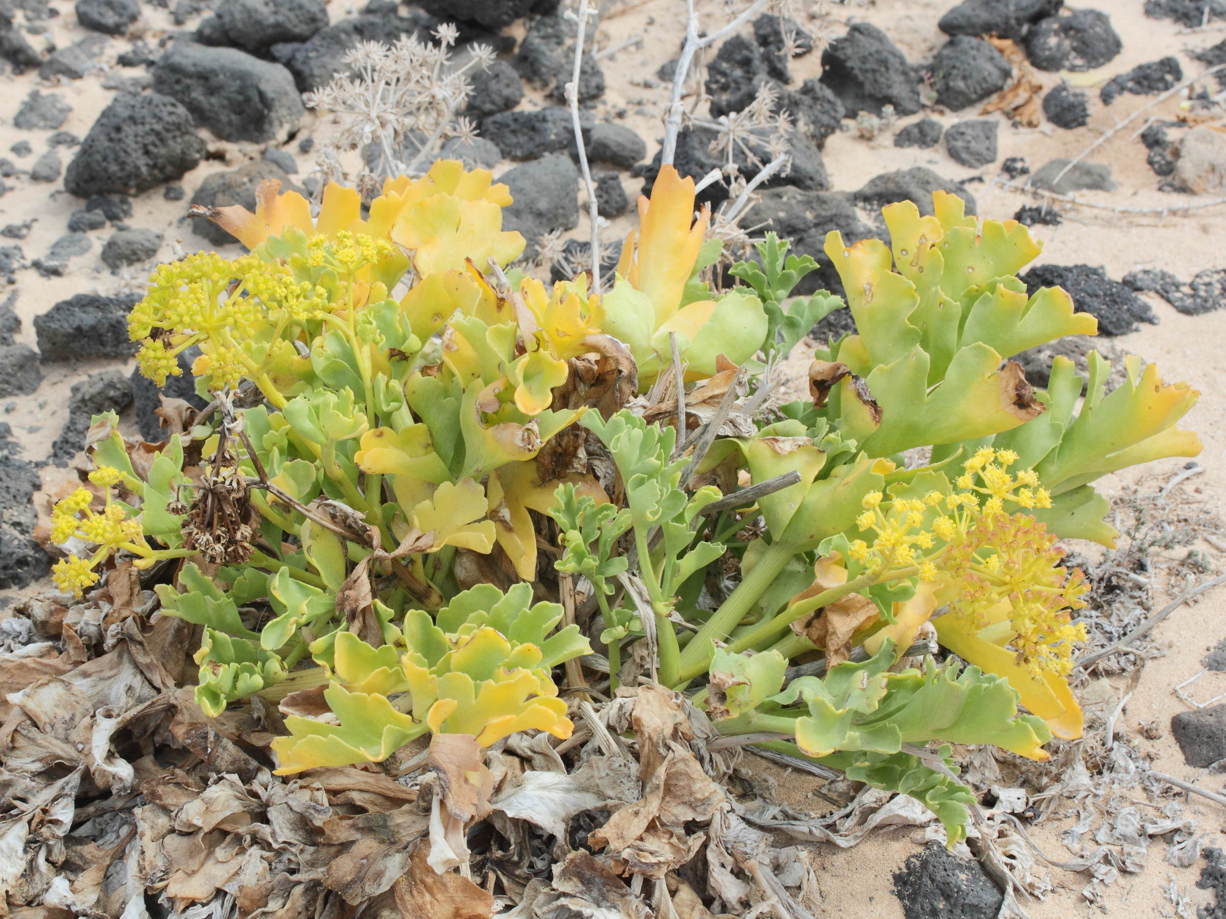 astydamia_latifolia1md