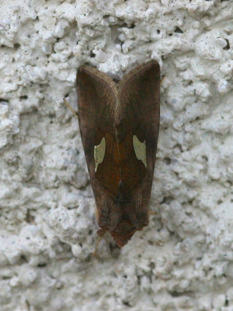 autographa_bractea2md