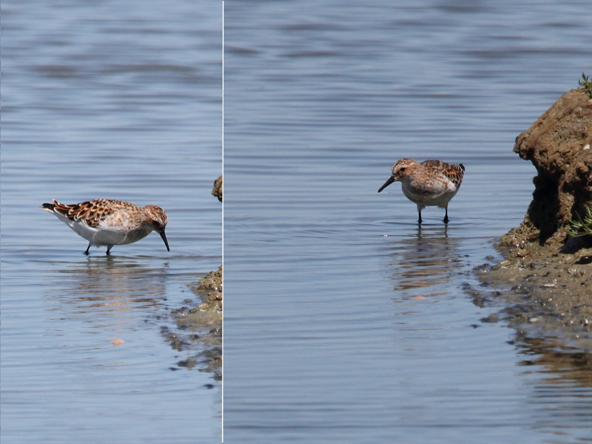 becasseau_minute_-_calidris_minuta1bd