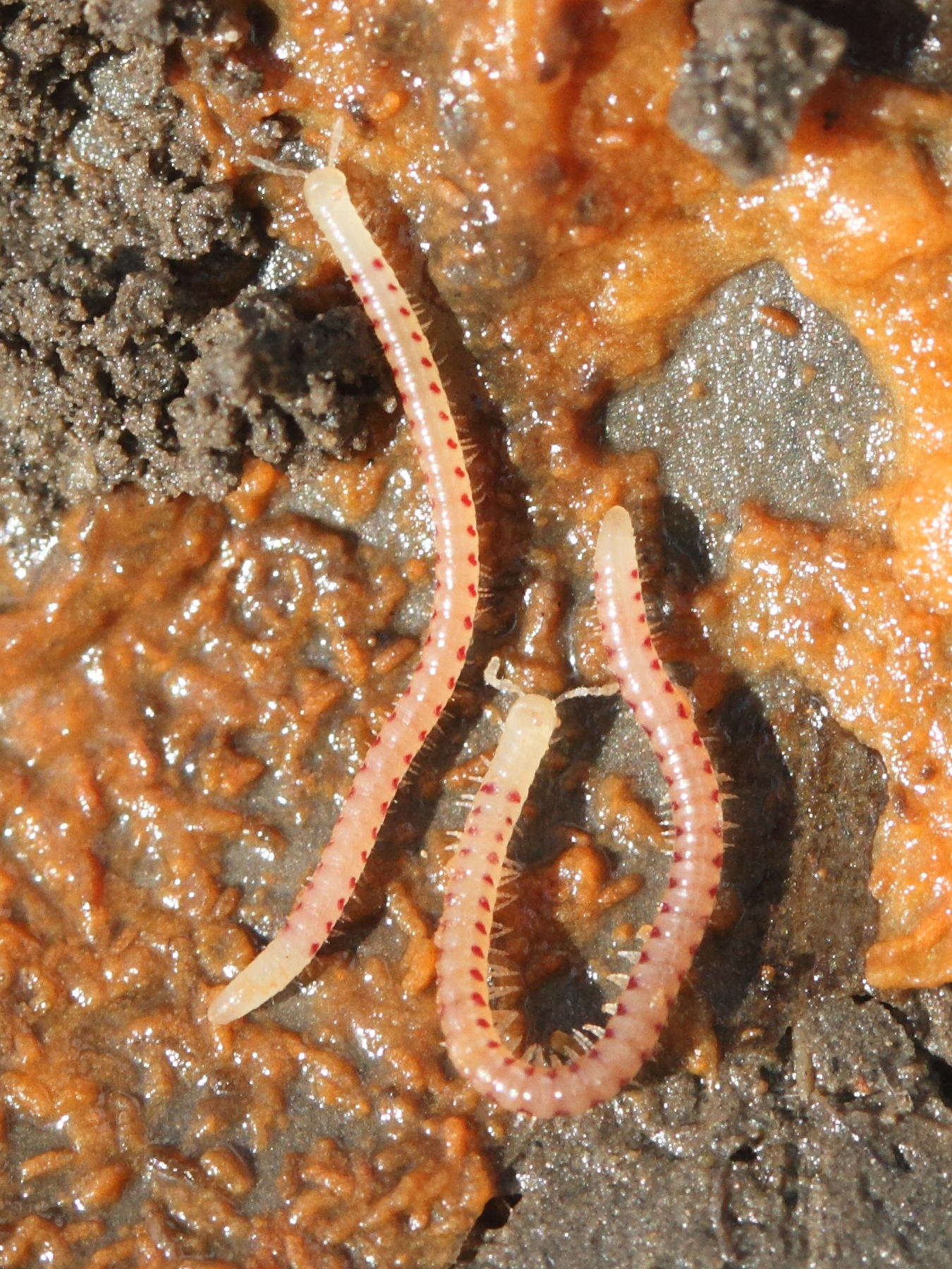 blaniulus_guttulatus1bd