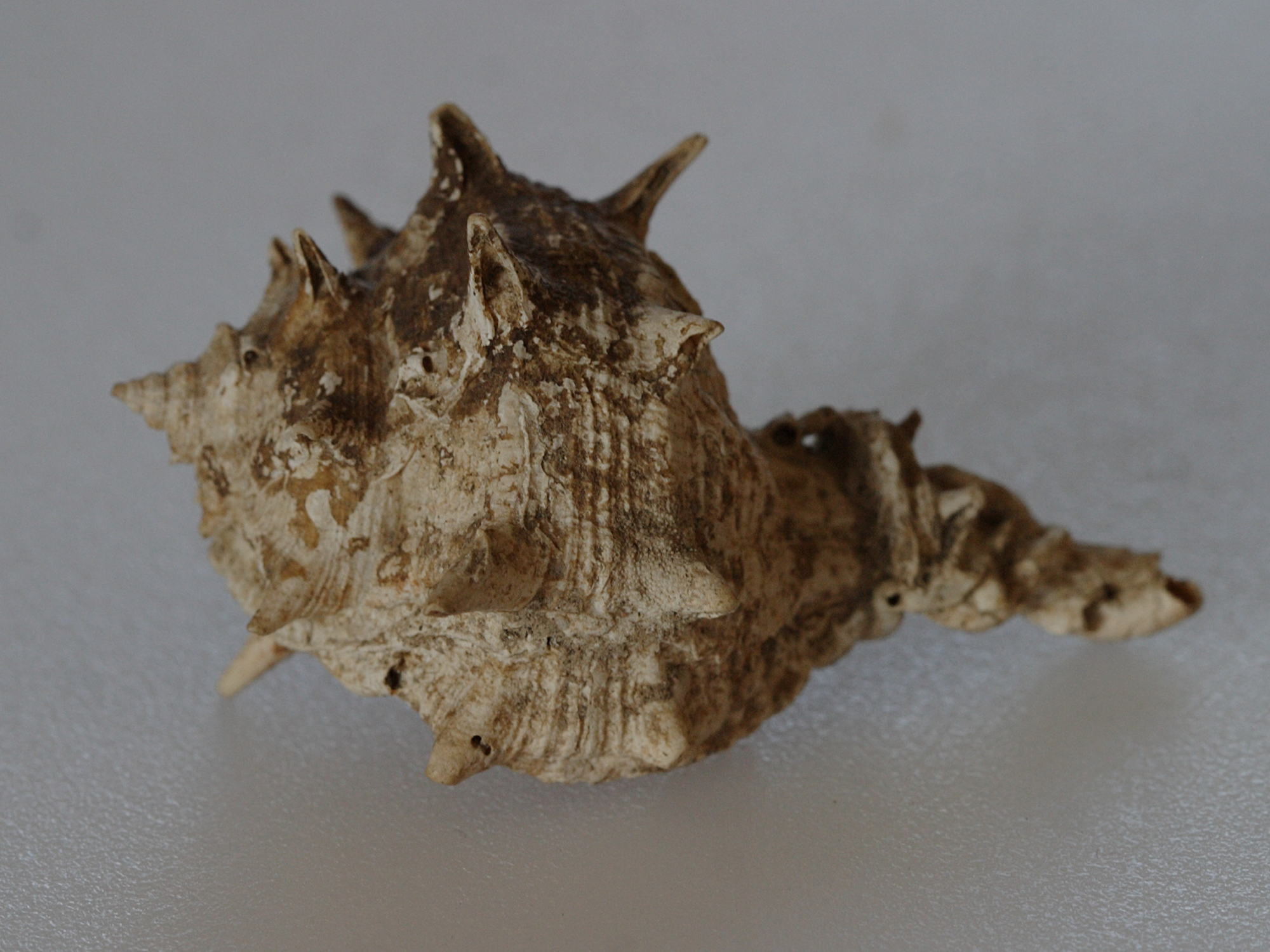 bolinus_brandaris3md