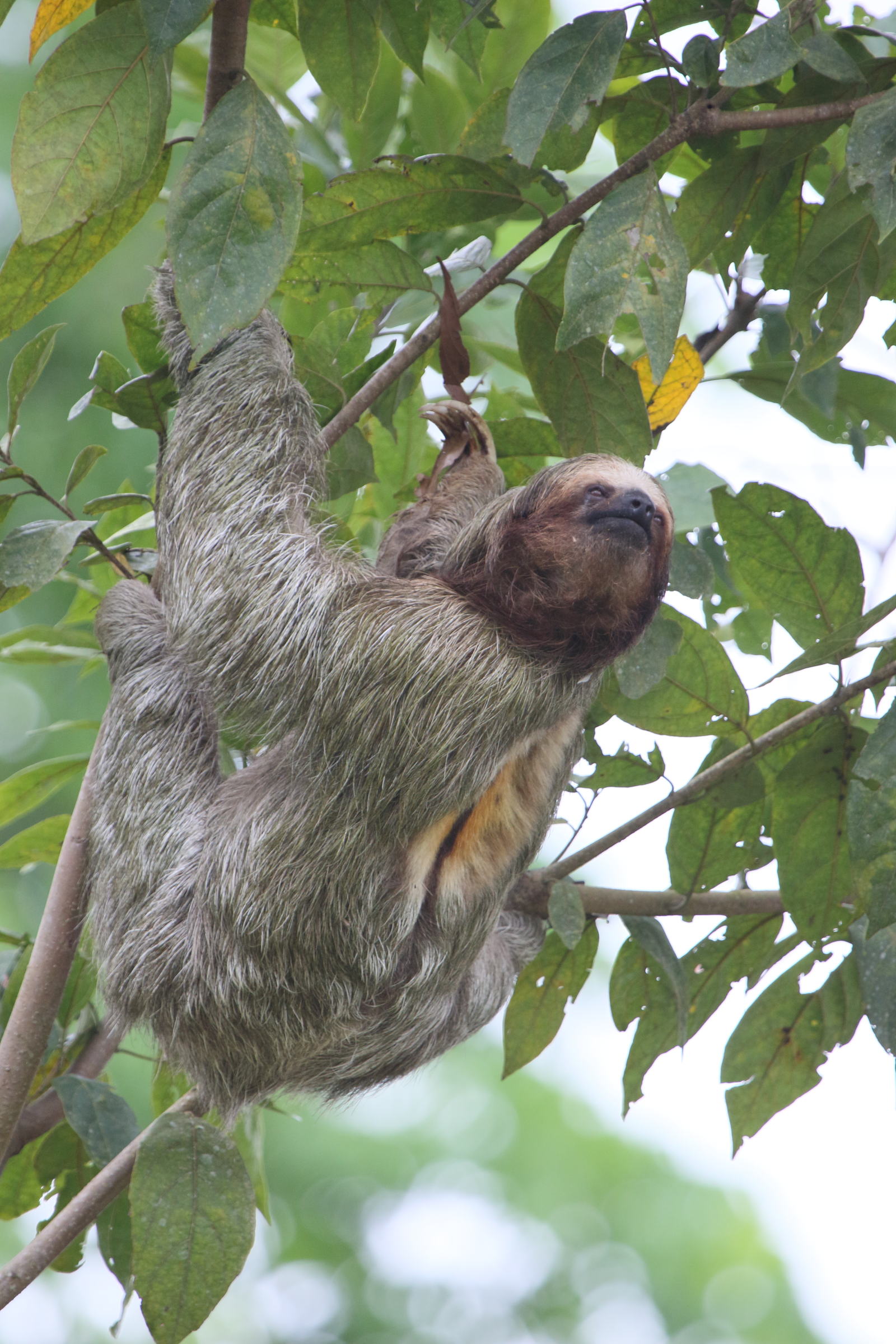 bradypus_variegatus1bd