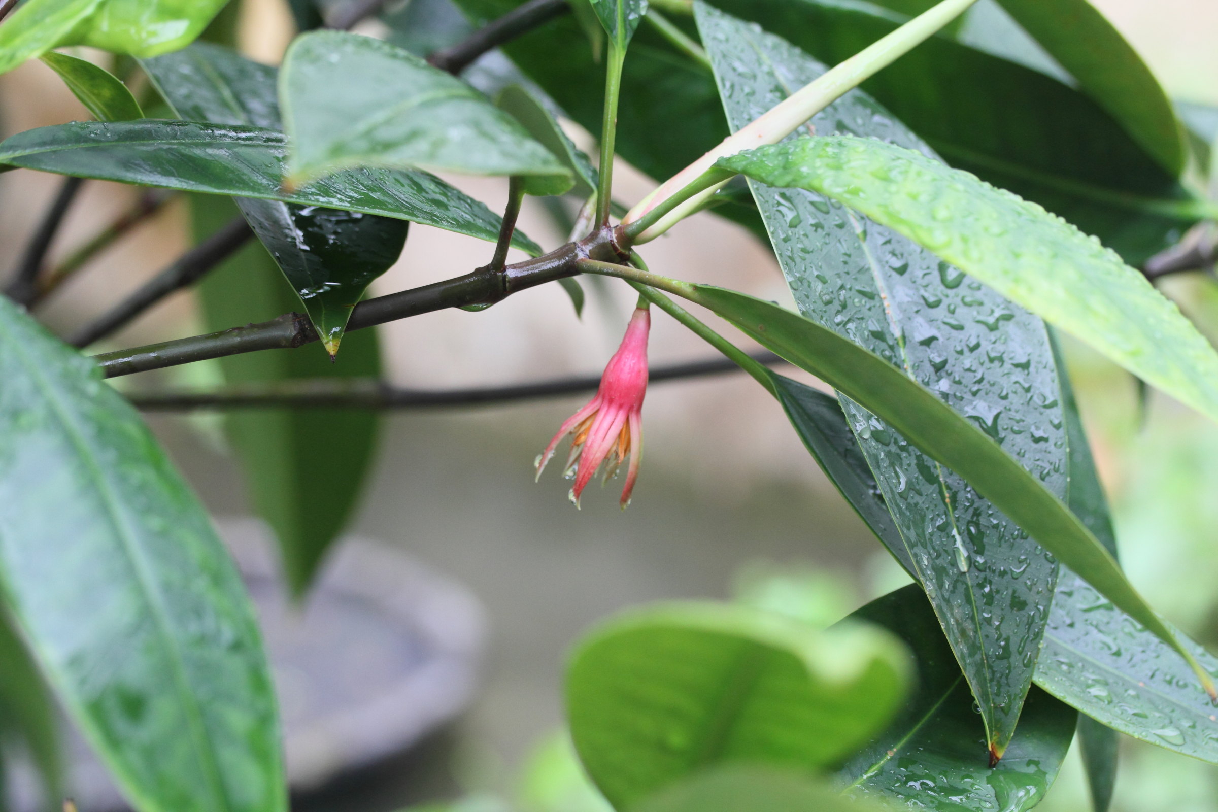 Afficher le média bruguiera_gymnorhiza1md bruguiera_gymnorhiza1md